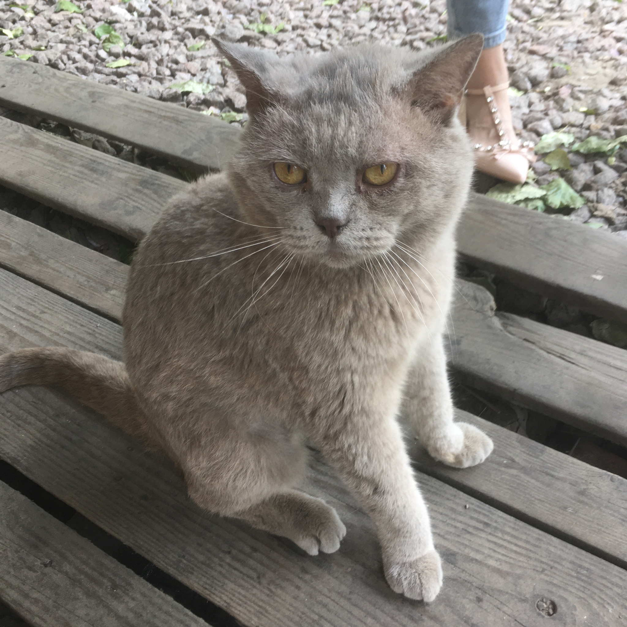 Maybe someone lost a cat - Found a cat, In good hands, Lost, cat, British cat, Longpost, Saint Petersburg