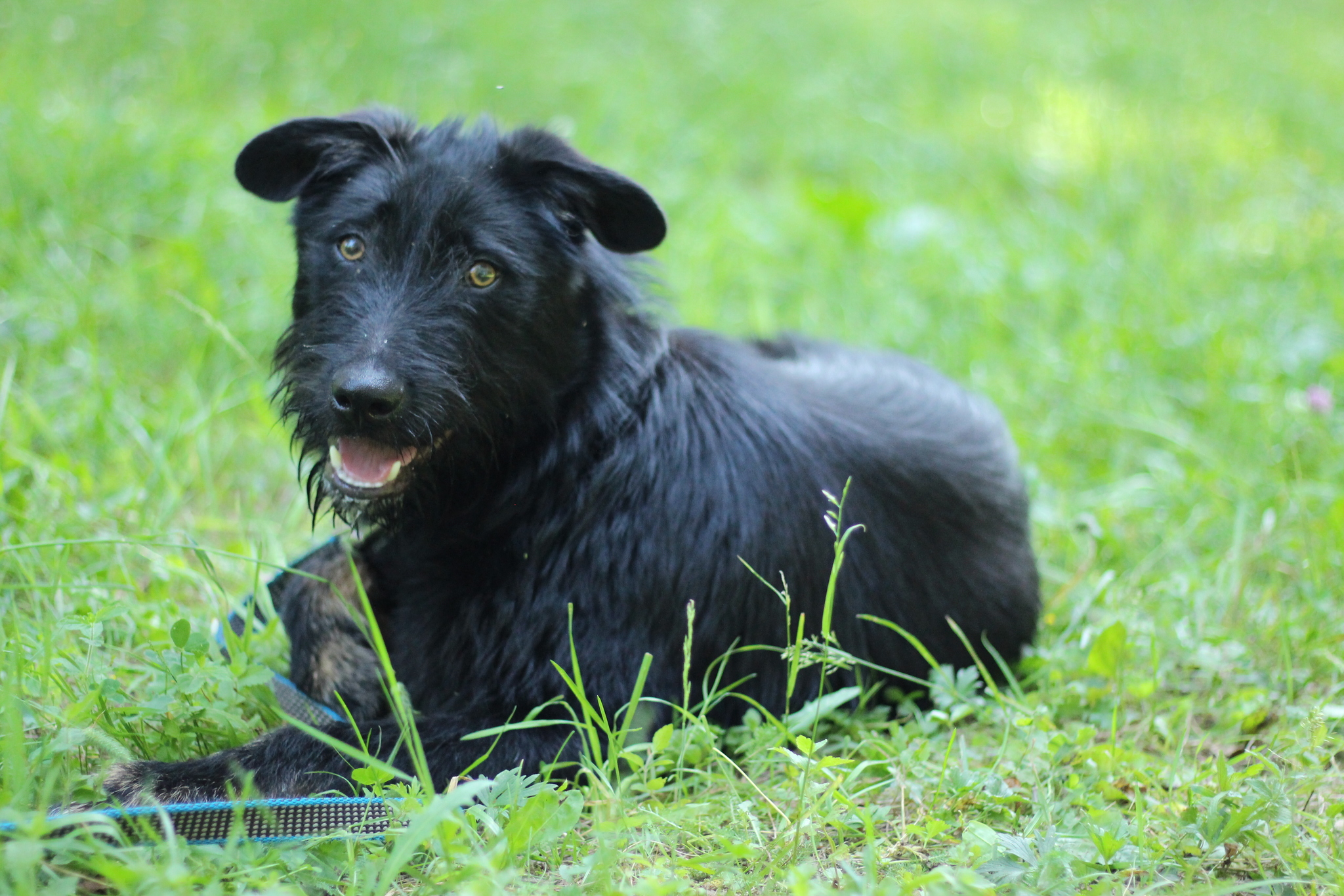 Chucha is looking for a home - My, Found a dog, In good hands, No rating, Schnauzers, The strength of the Peekaboo, Puppies, Video, Longpost, Dog