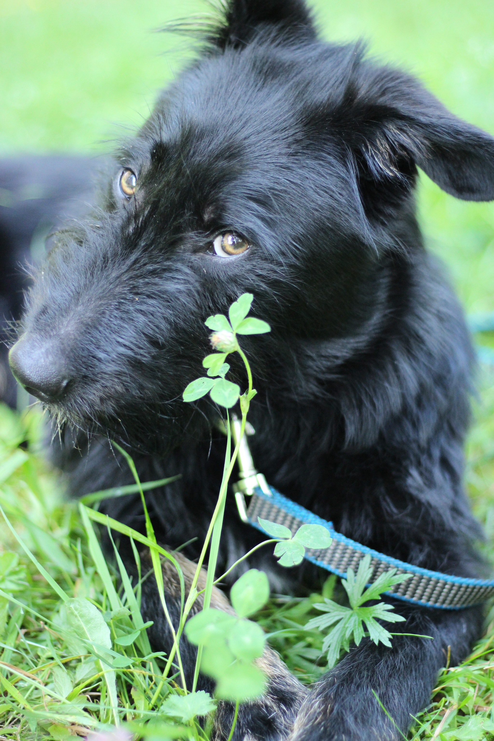 Chucha is looking for a home - My, Found a dog, In good hands, No rating, Schnauzers, The strength of the Peekaboo, Puppies, Video, Longpost, Dog