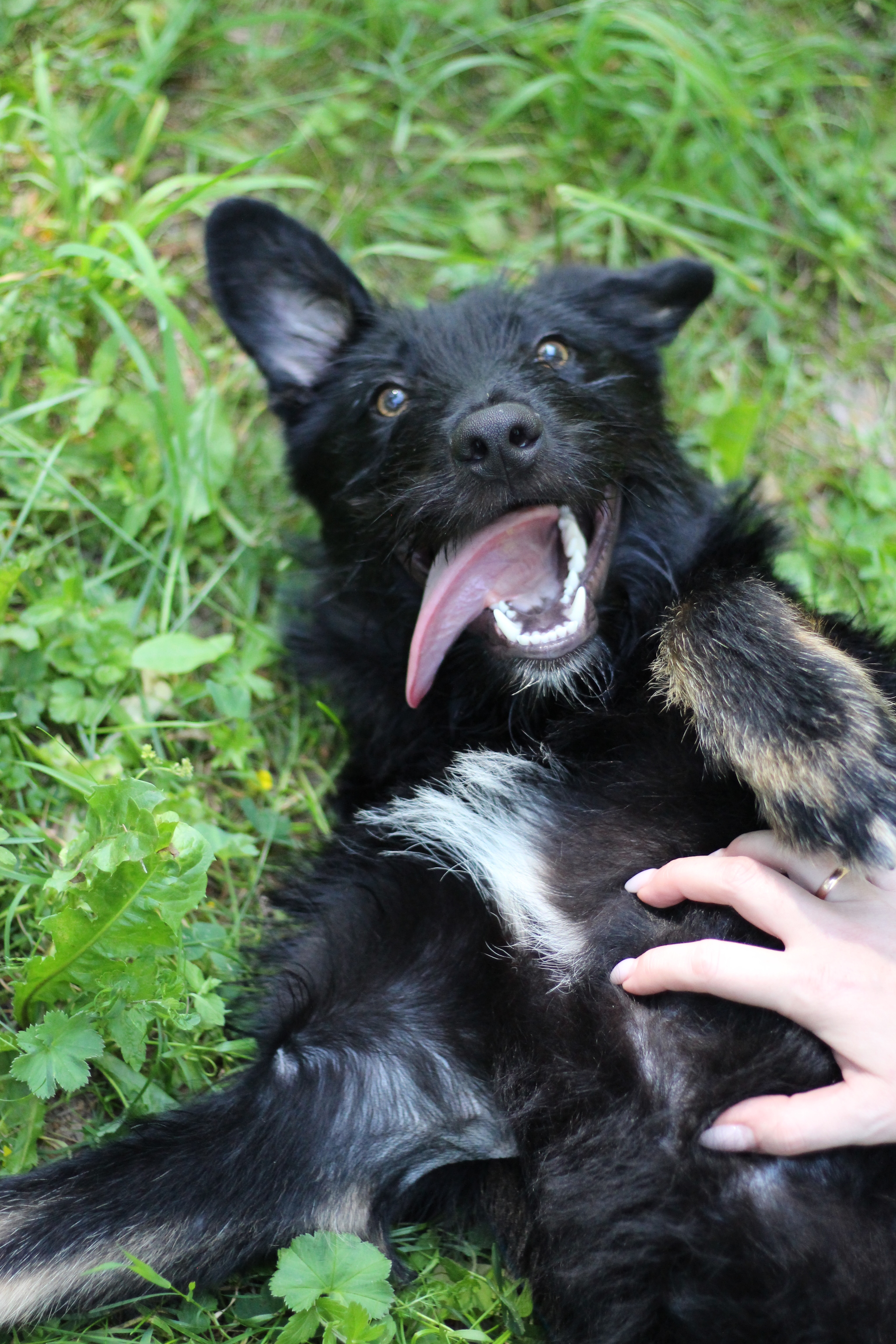 Chucha is looking for a home - My, Found a dog, In good hands, No rating, Schnauzers, The strength of the Peekaboo, Puppies, Video, Longpost, Dog