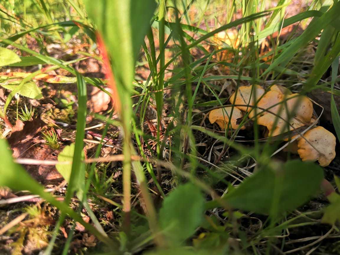 Chanterelles 2021 - My, Chanterelles, Mushrooms, Mushroom pickers, Summer, Nature