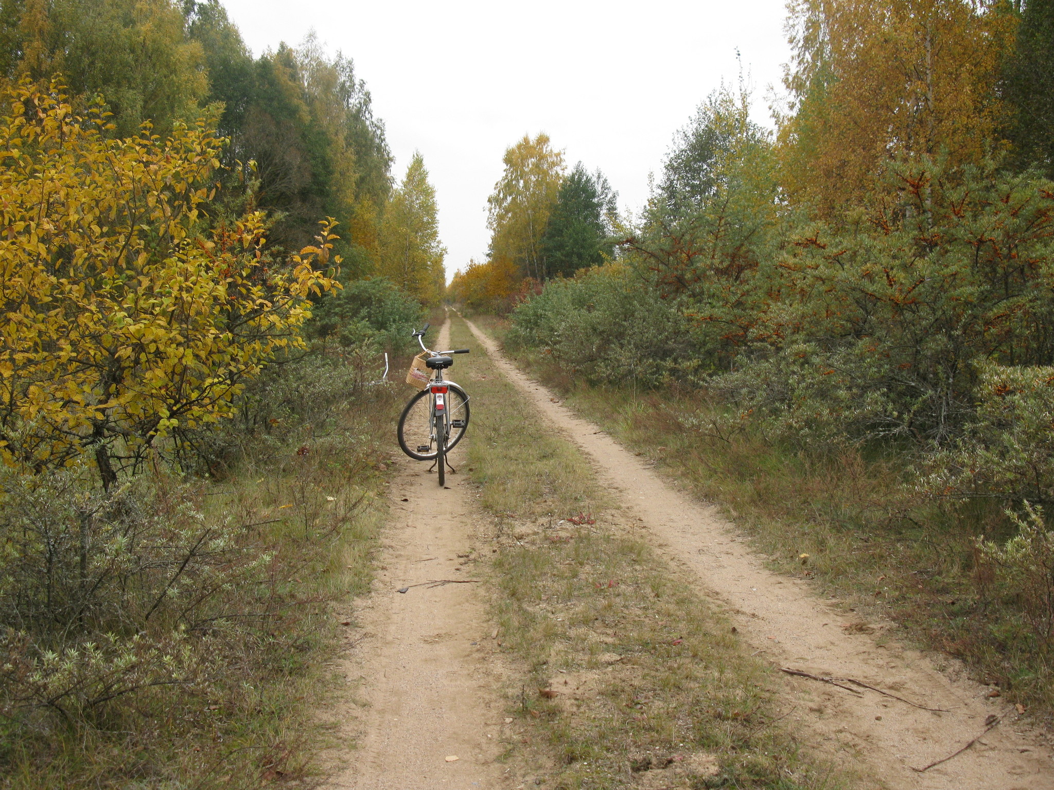 Autumn road - My, Autumn, Road, A bike, Landscape, The photo, Forest, Nature