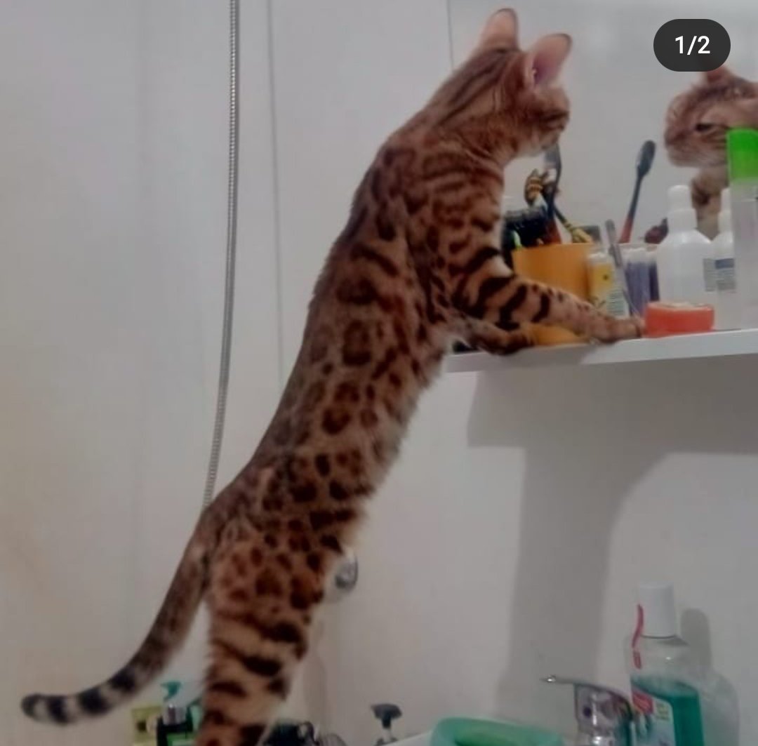 St. Petersburg, missing cat - Bengal cat, Lost cat, Search for animals, The missing, Longpost, No rating, cat