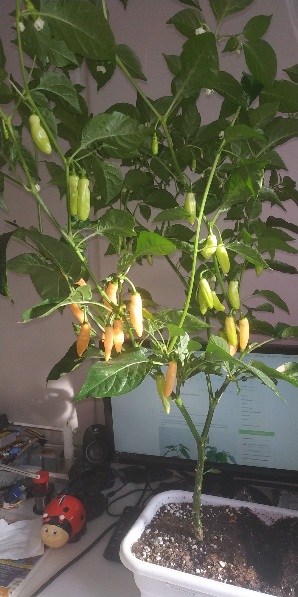 Northern peppers. Part 9 - My, Hot peppers, Growing, Longpost