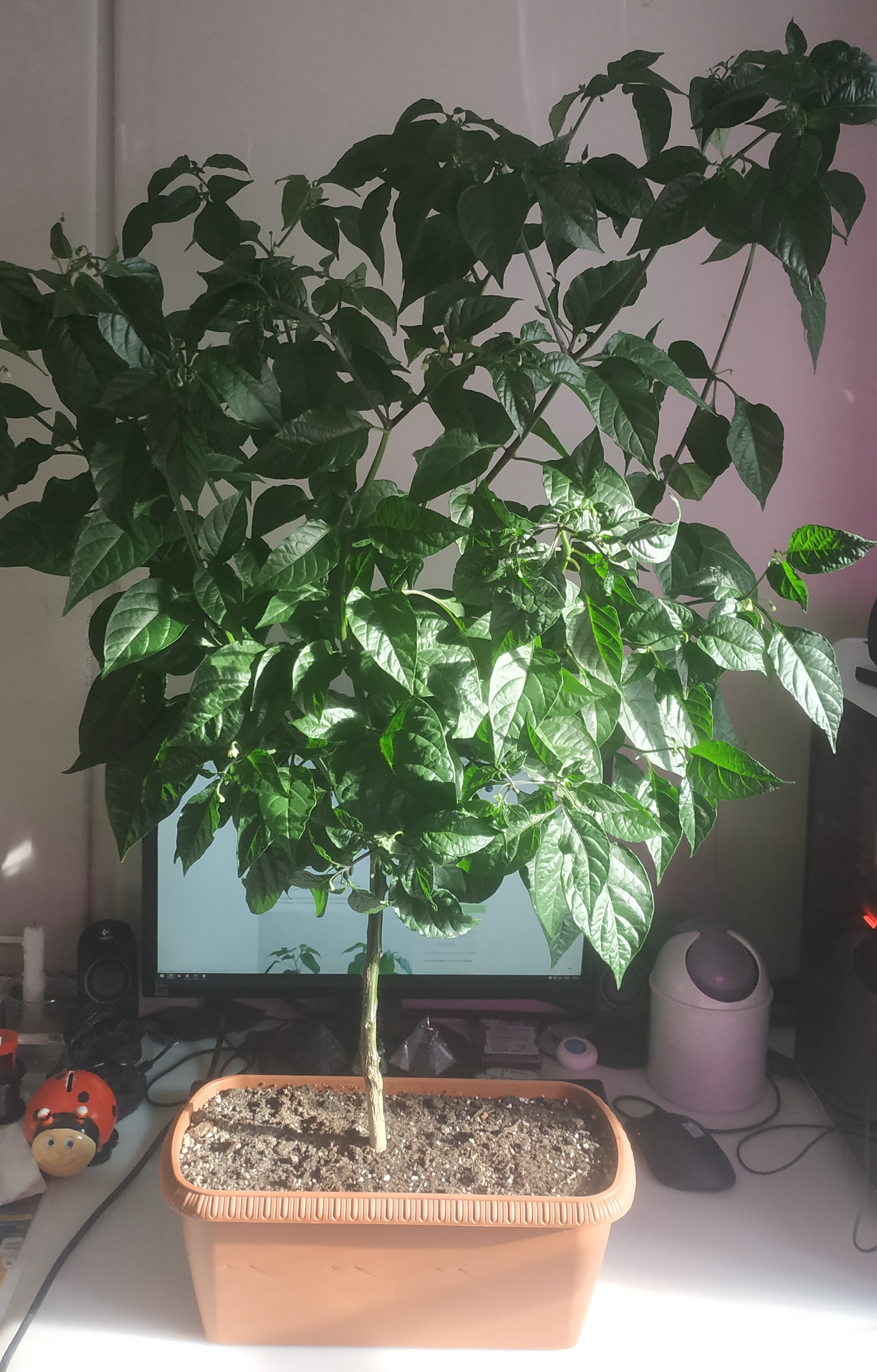 Northern peppers. Part 9 - My, Hot peppers, Growing, Longpost