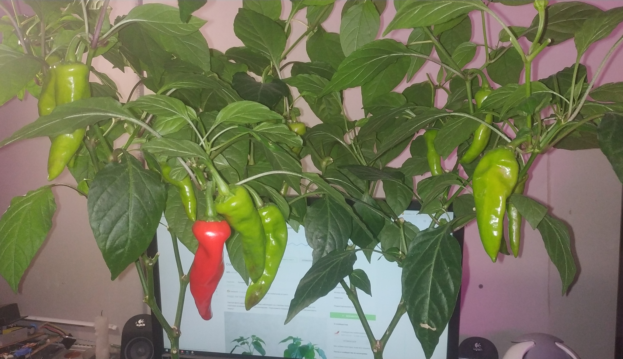 Northern peppers. Part 9 - My, Hot peppers, Growing, Longpost