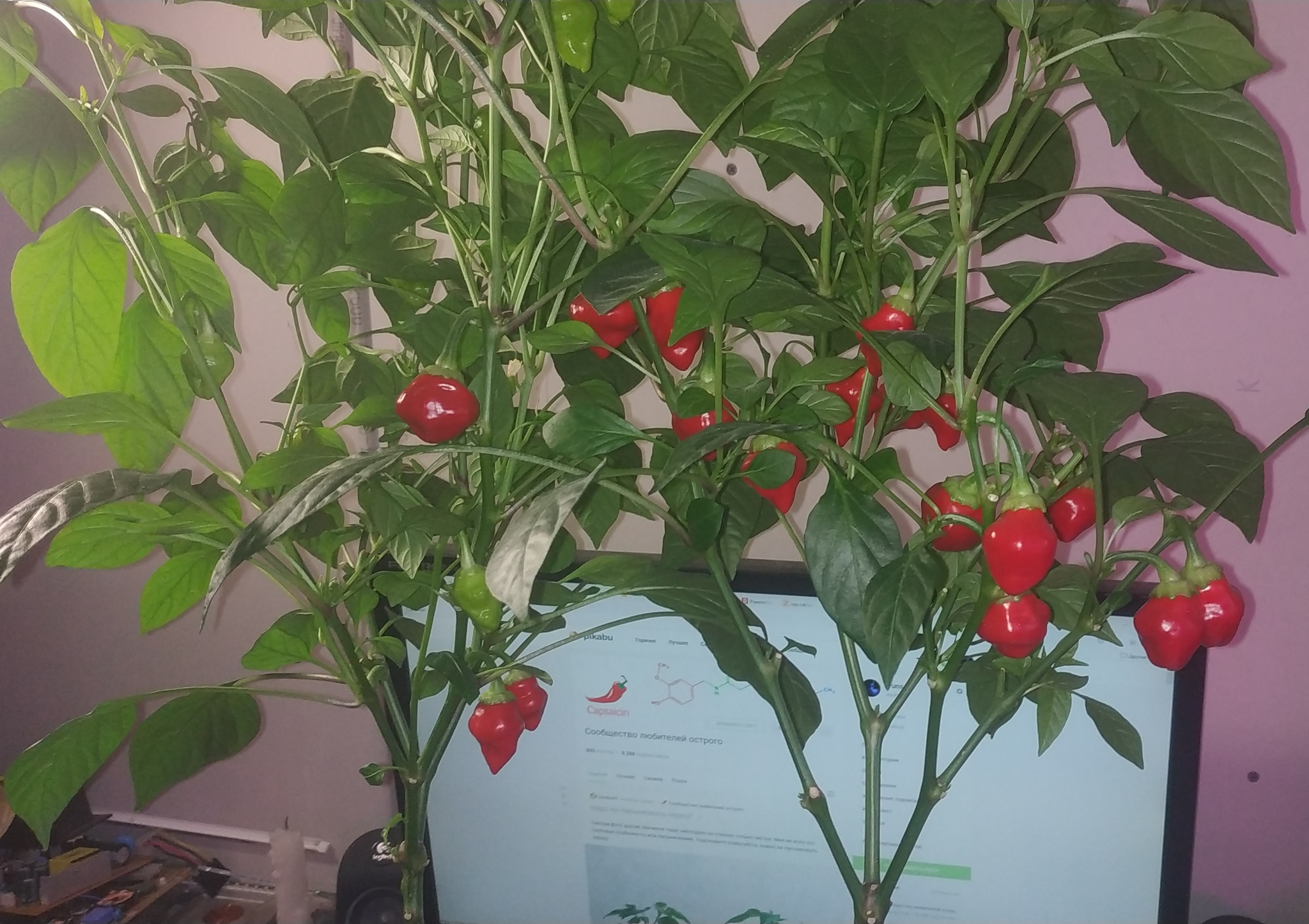 Northern peppers. Part 9 - My, Hot peppers, Growing, Longpost