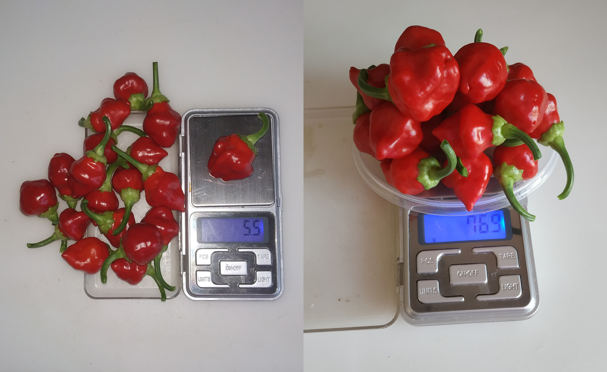 Northern peppers. Part 9 - My, Hot peppers, Growing, Longpost