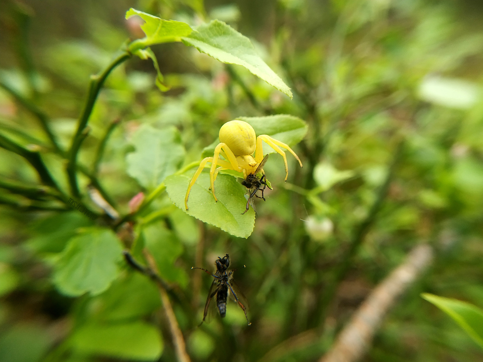 Spider and its prey - My, Mobile photography, Macrolensa, Photo hunting, Arachnids, Longpost, Spider