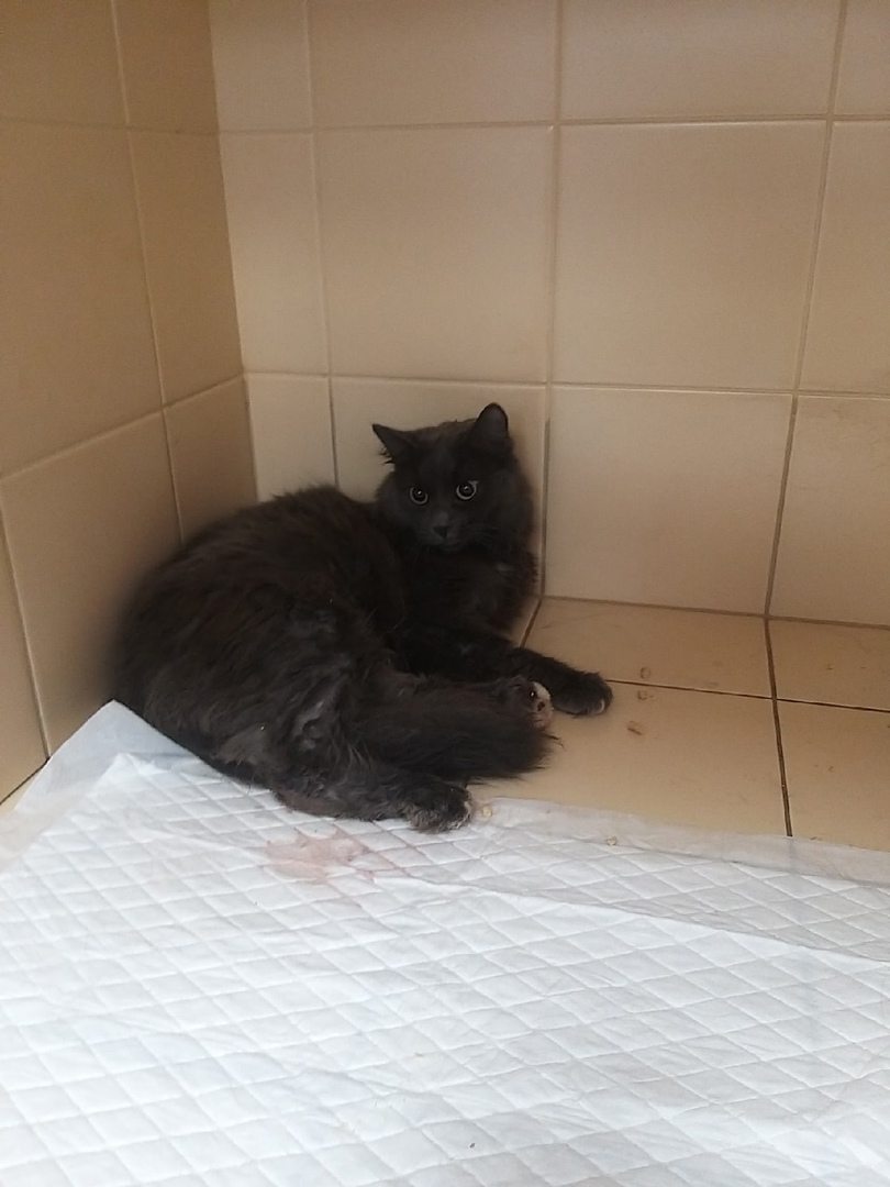 Continuation of the post “Children found a cat with an open fracture of the pelvis (Kolpino). - My, cat, Animal Rescue, Found a cat, Video, Reply to post, Longpost, In good hands, No rating