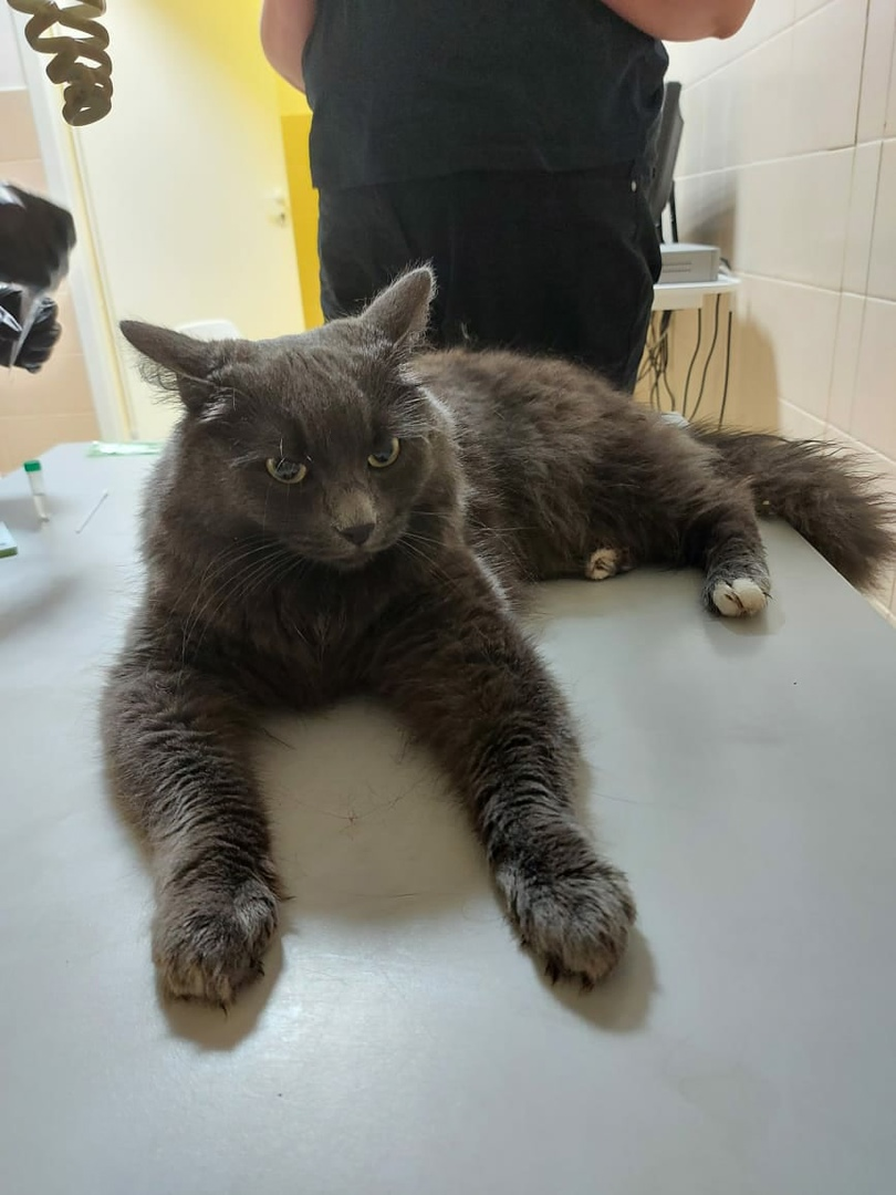 Continuation of the post “Children found a cat with an open fracture of the pelvis (Kolpino). - My, cat, Animal Rescue, Found a cat, Video, Reply to post, Longpost, In good hands, No rating