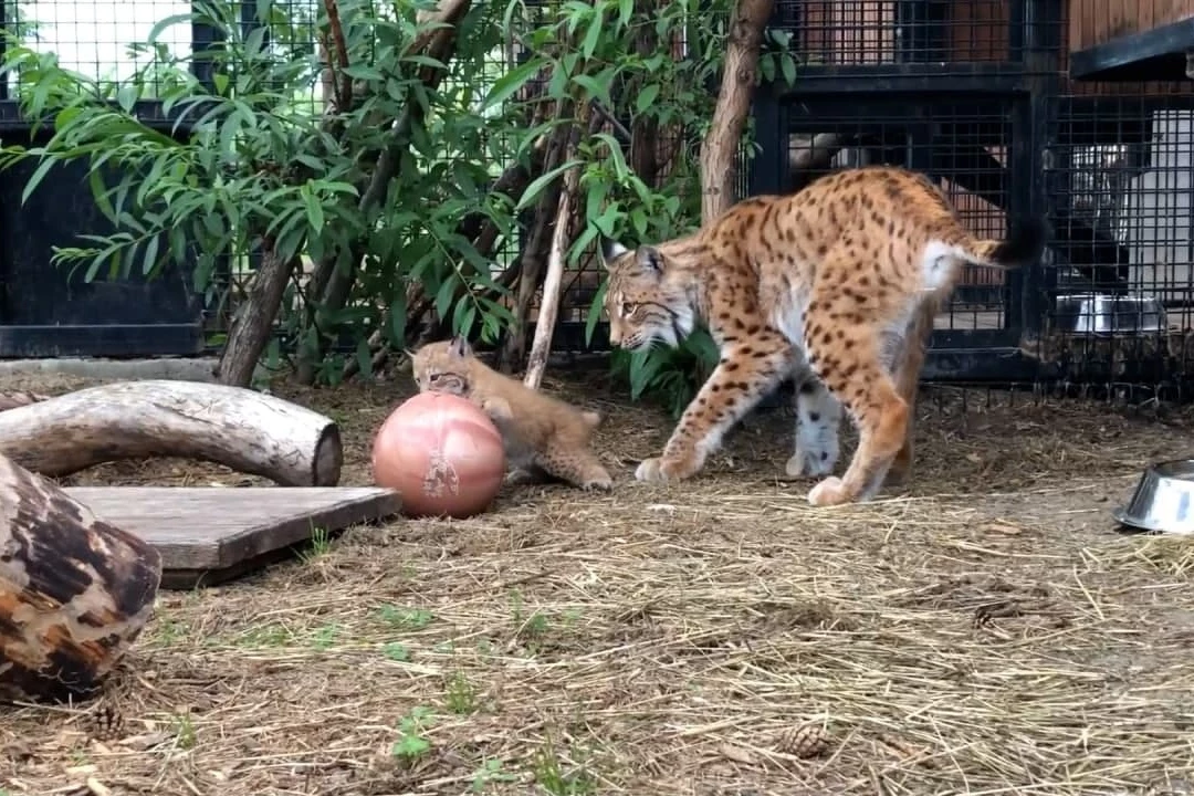 Lynx cubs were born in the Chelyabinsk zoo for the first time - Lynx, Lynx, Small cats, Cat family, Predator, Animals, Zoo, Chelyabinsk Zoo, , Reproduction, Milota, Video, Longpost, Good news