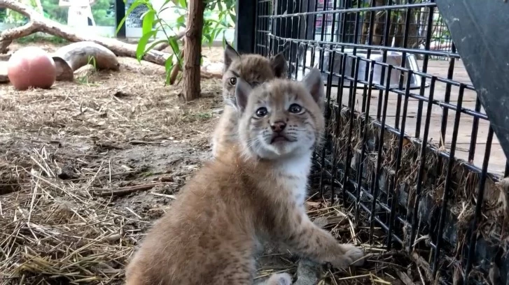 Lynx cubs were born in the Chelyabinsk zoo for the first time - Lynx, Lynx, Small cats, Cat family, Predator, Animals, Zoo, Chelyabinsk Zoo, , Reproduction, Milota, Video, Longpost, Good news