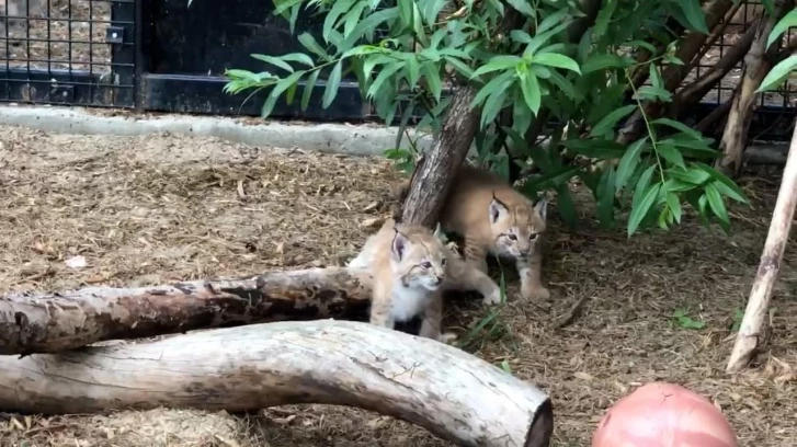 Lynx cubs were born in the Chelyabinsk zoo for the first time - Lynx, Lynx, Small cats, Cat family, Predator, Animals, Zoo, Chelyabinsk Zoo, , Reproduction, Milota, Video, Longpost, Good news