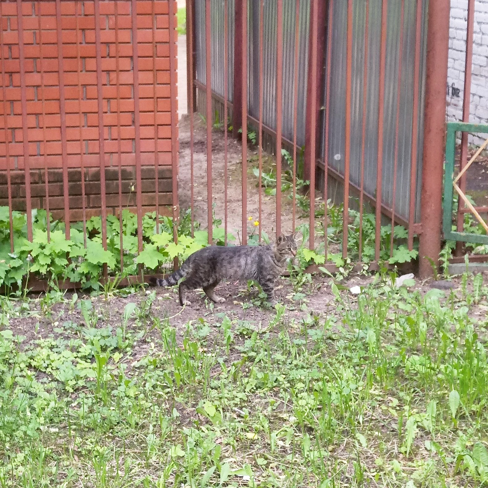 Cats and some dogs - My, cat, Dog, Animals, Window, Longpost