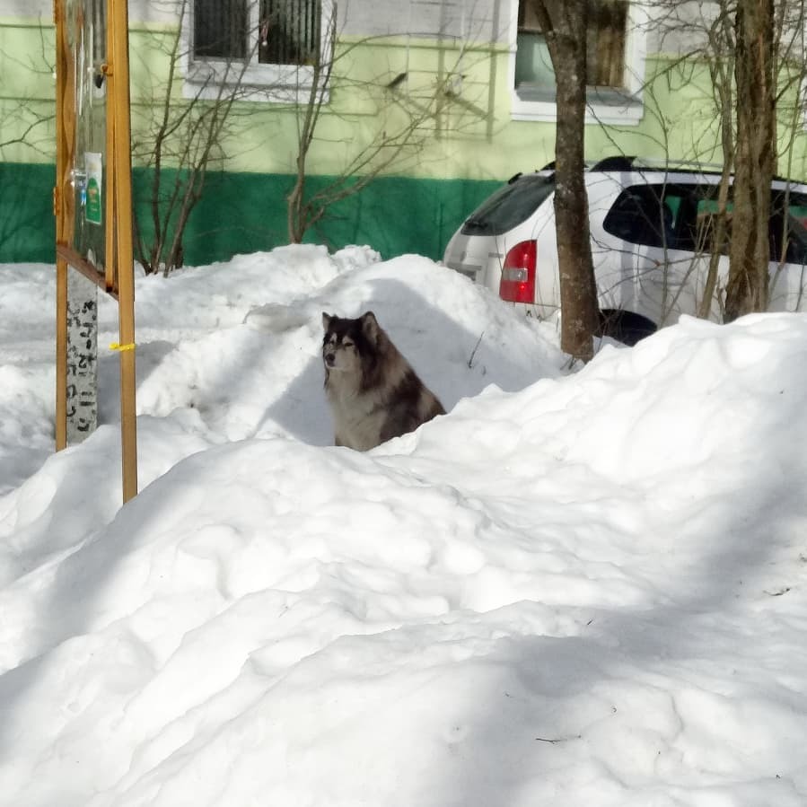 Cats and some dogs - My, cat, Dog, Animals, Window, Longpost