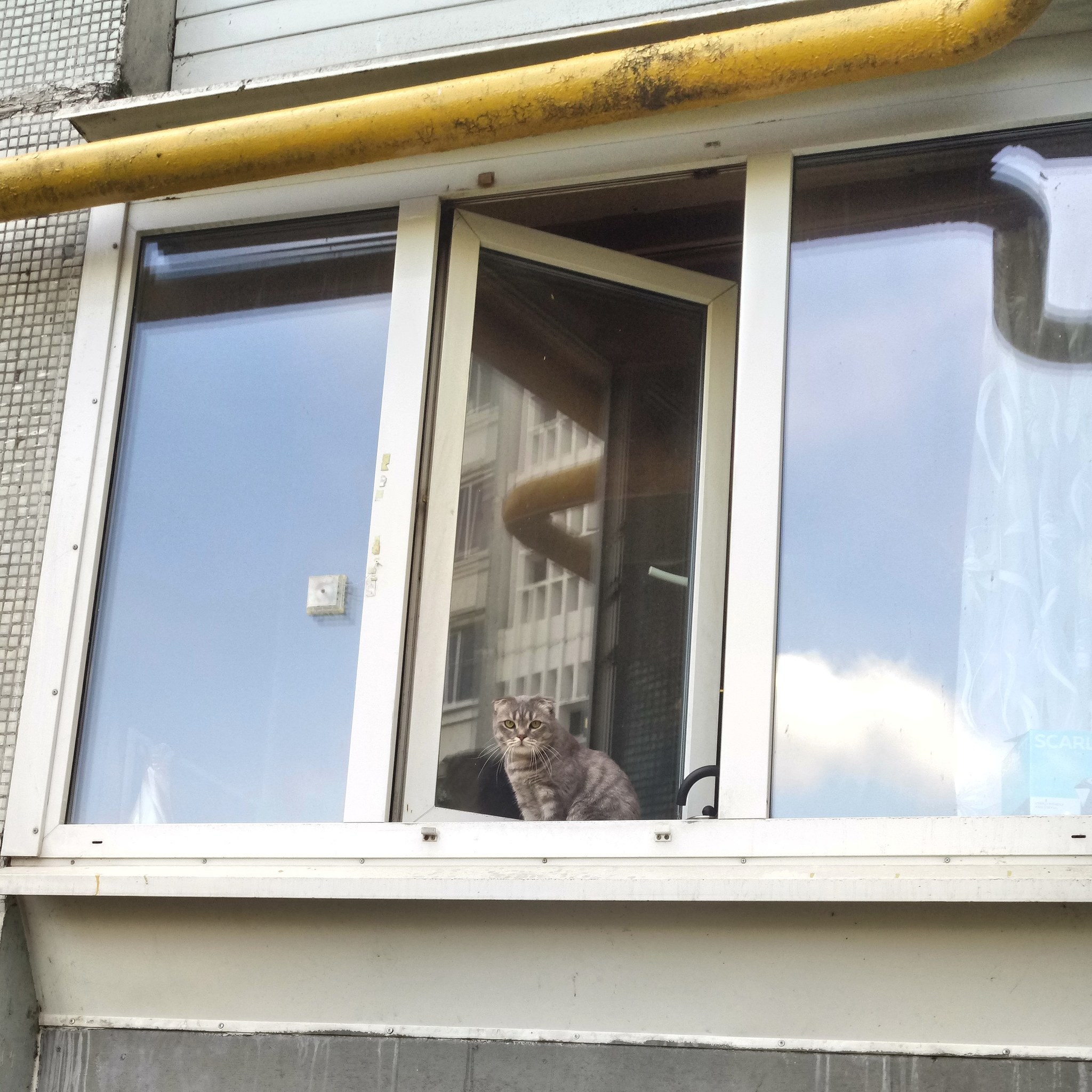 Cats and some dogs - My, cat, Dog, Animals, Window, Longpost