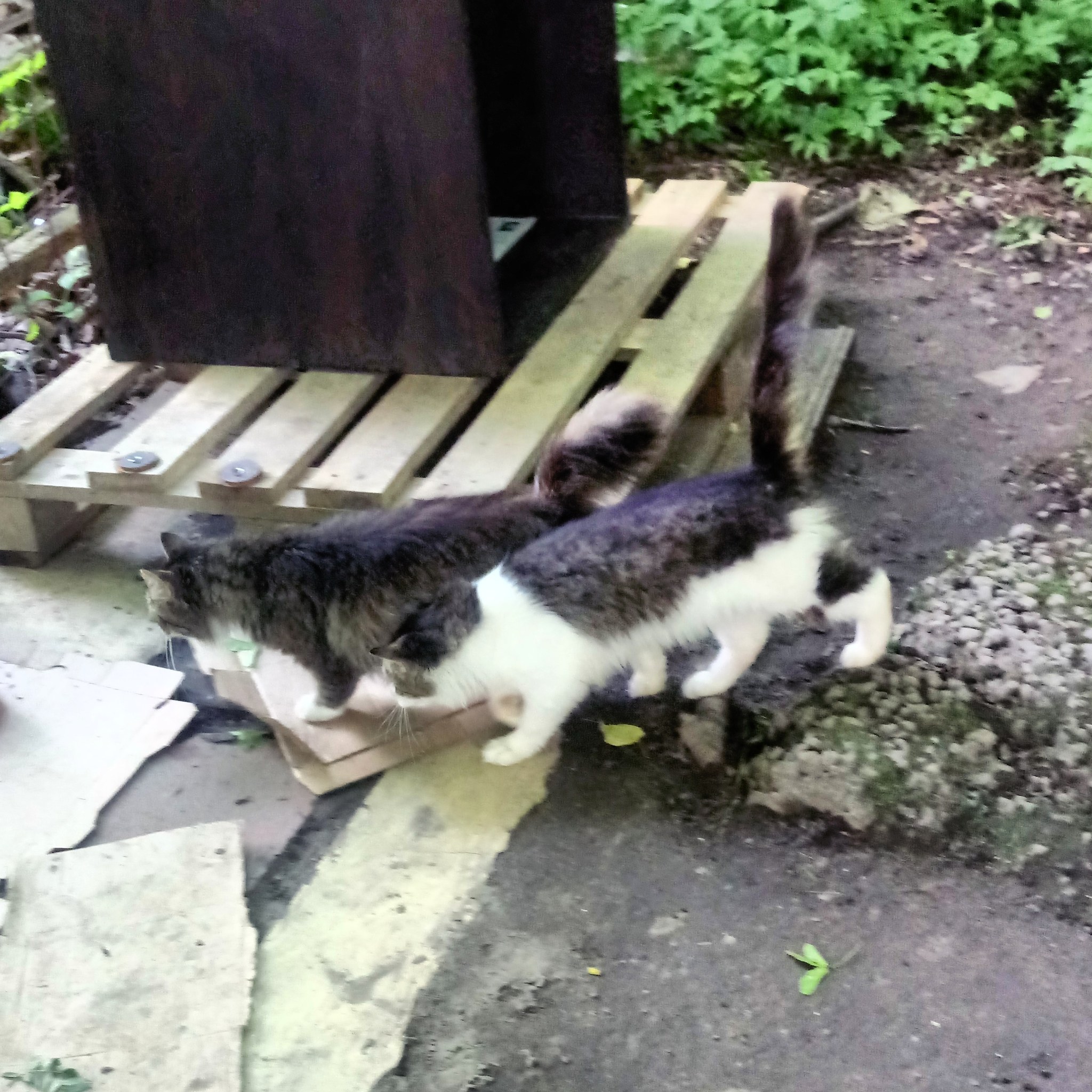 Cats and some dogs - My, cat, Dog, Animals, Window, Longpost