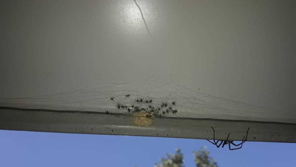 Today I saw this on the balcony. - My, Horror, Spider, Animals