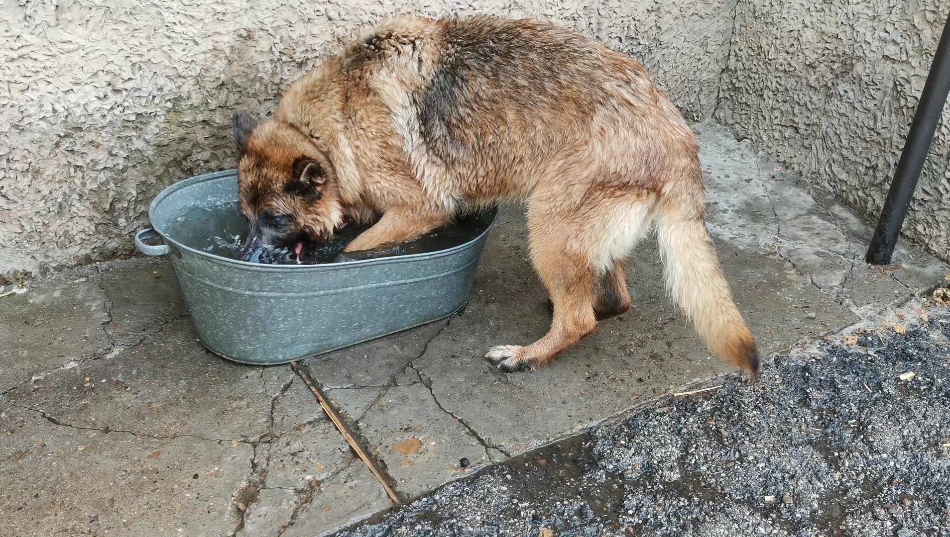 Bathing red dog - My, Animals, German Shepherd, Dog, Heat, Video