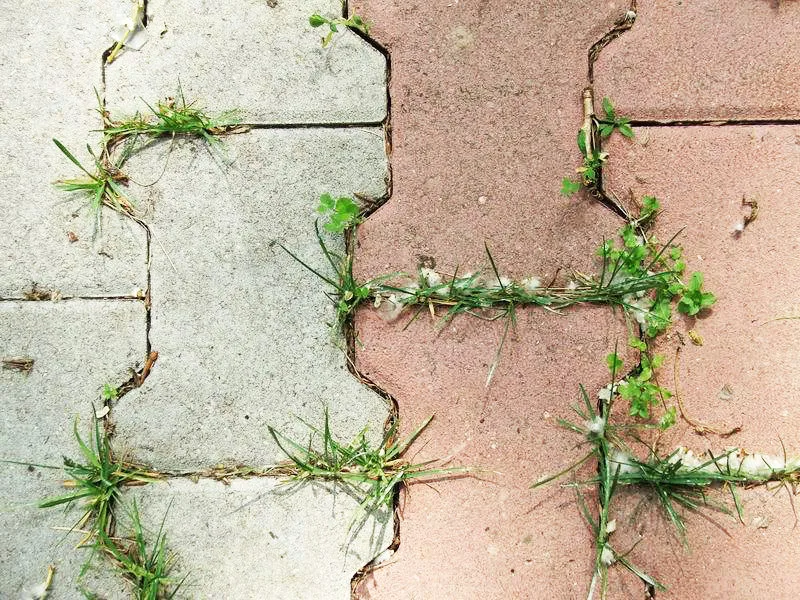 Bottle lining to keep grass from growing. Not? - My, Grass, Sidewalk