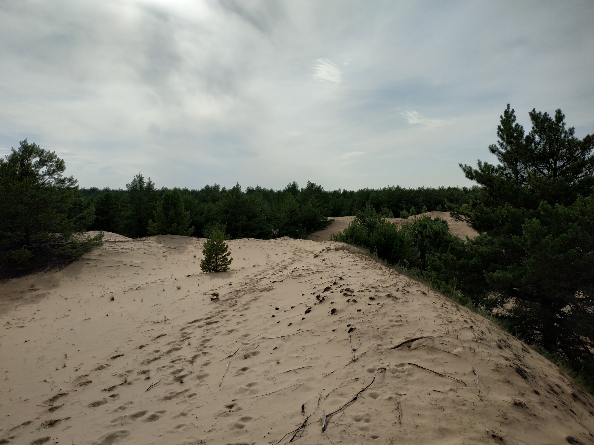 Донская сахара | Пикабу