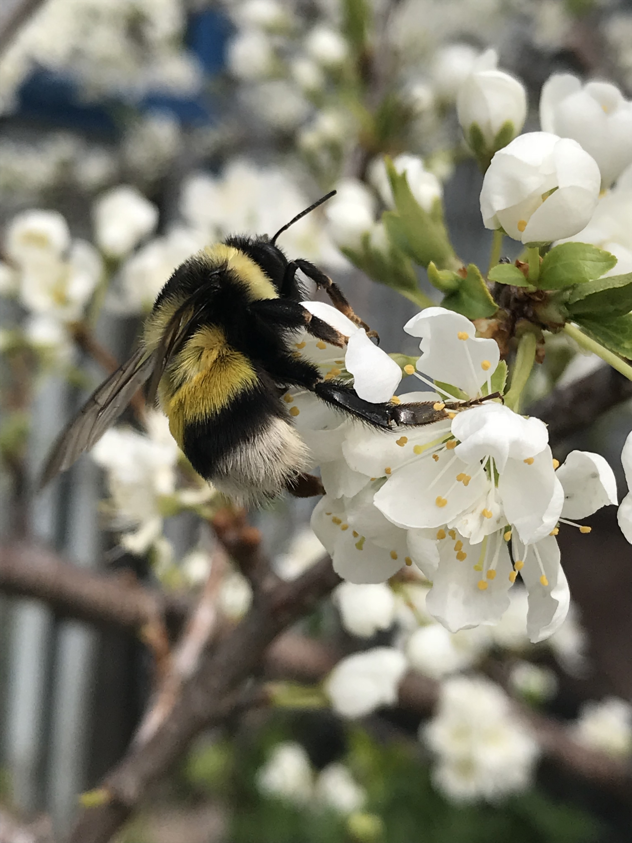 hairy asshole - My, Bumblebee, Cherry, Summer, Bloom, Insects, Nature