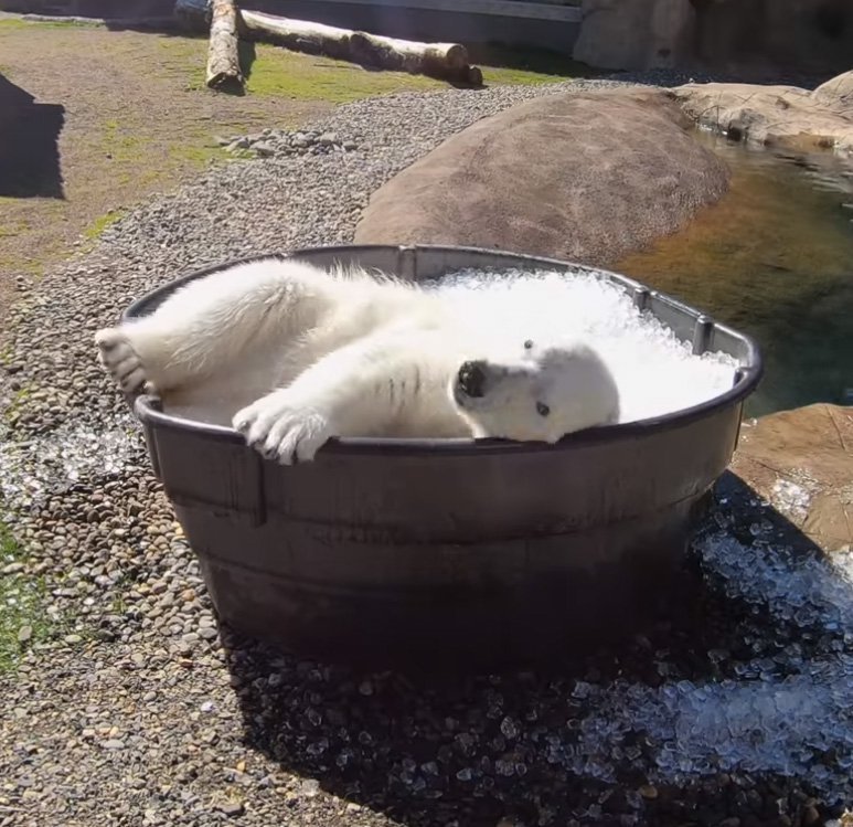 Ice baths and water tubs: how animals escape the heat - Otter, Sea otter, The Bears, Polar bear, Zoo, Oregon, USA, Wild animals, , Heat, Animal Rescue, Video, Longpost