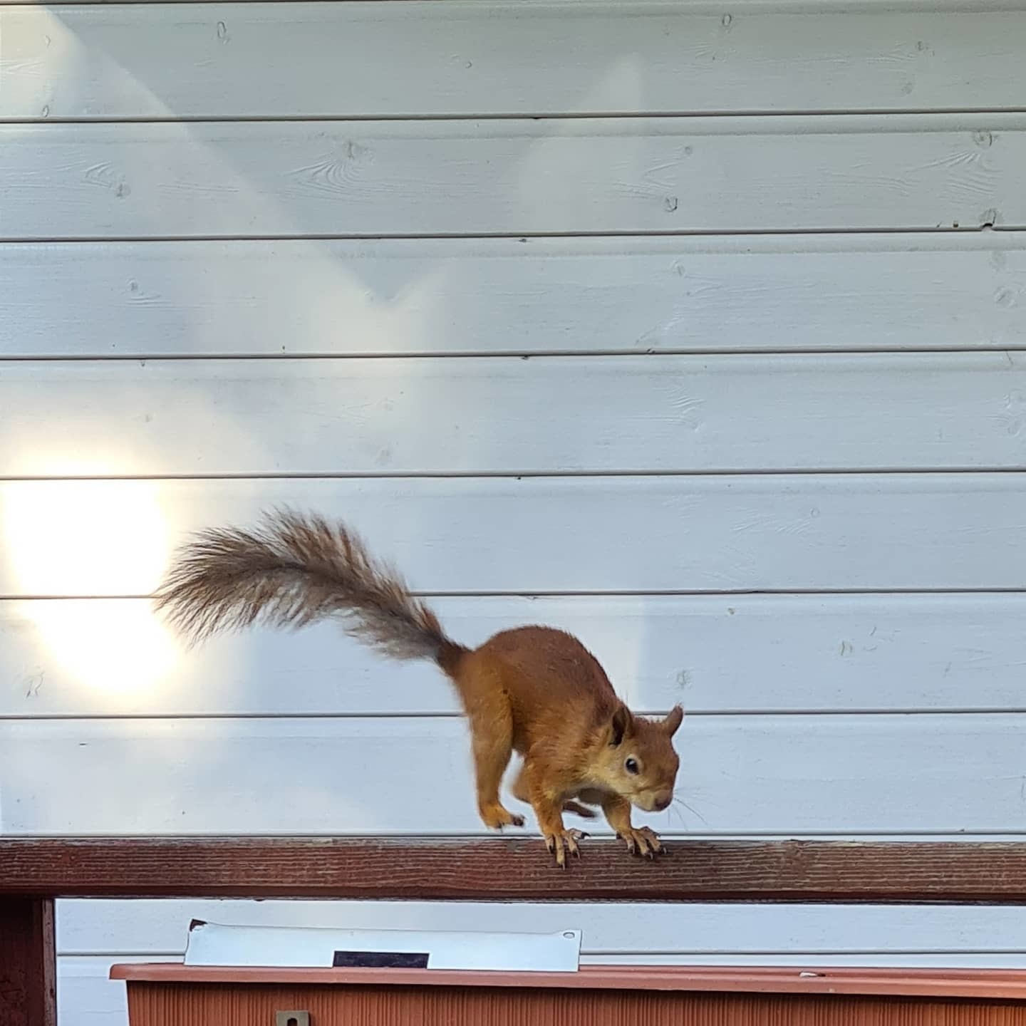 Curvy squirrel - My, Squirrel, Breast, Dacha, Longpost