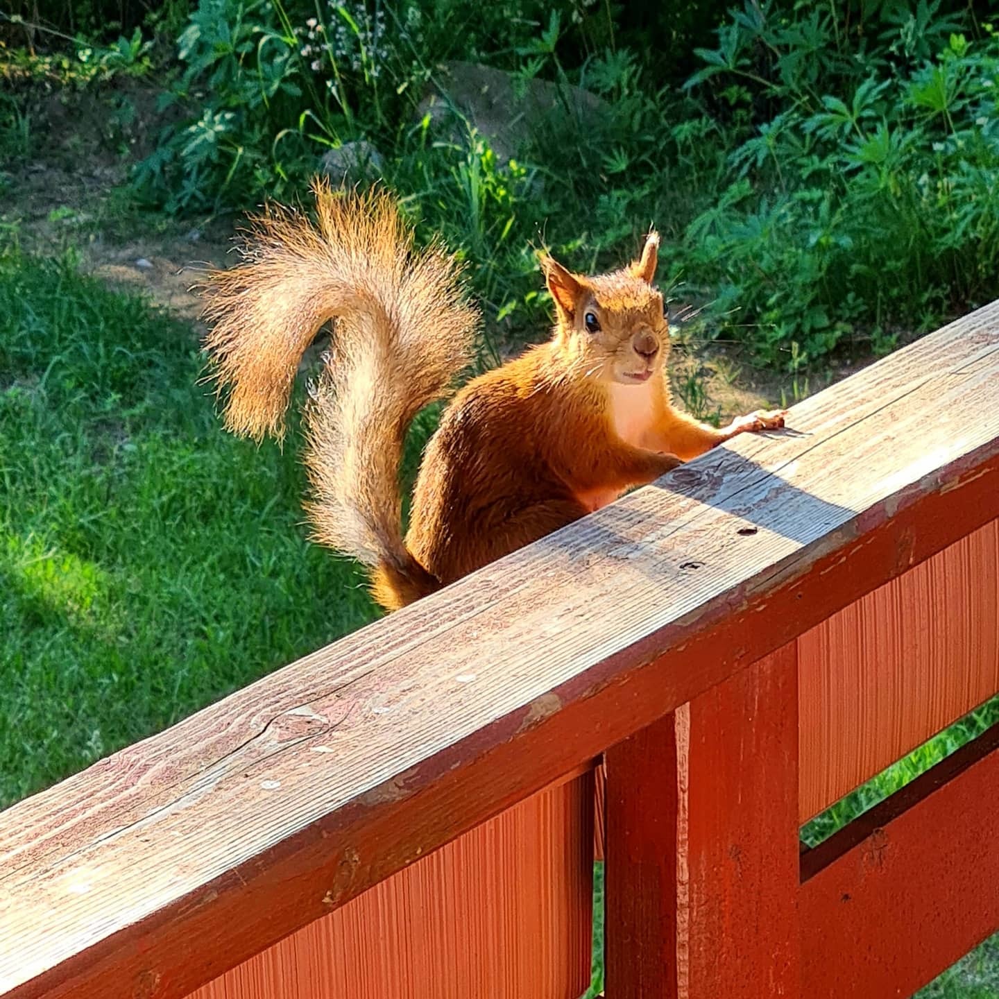 Curvy squirrel - My, Squirrel, Breast, Dacha, Longpost