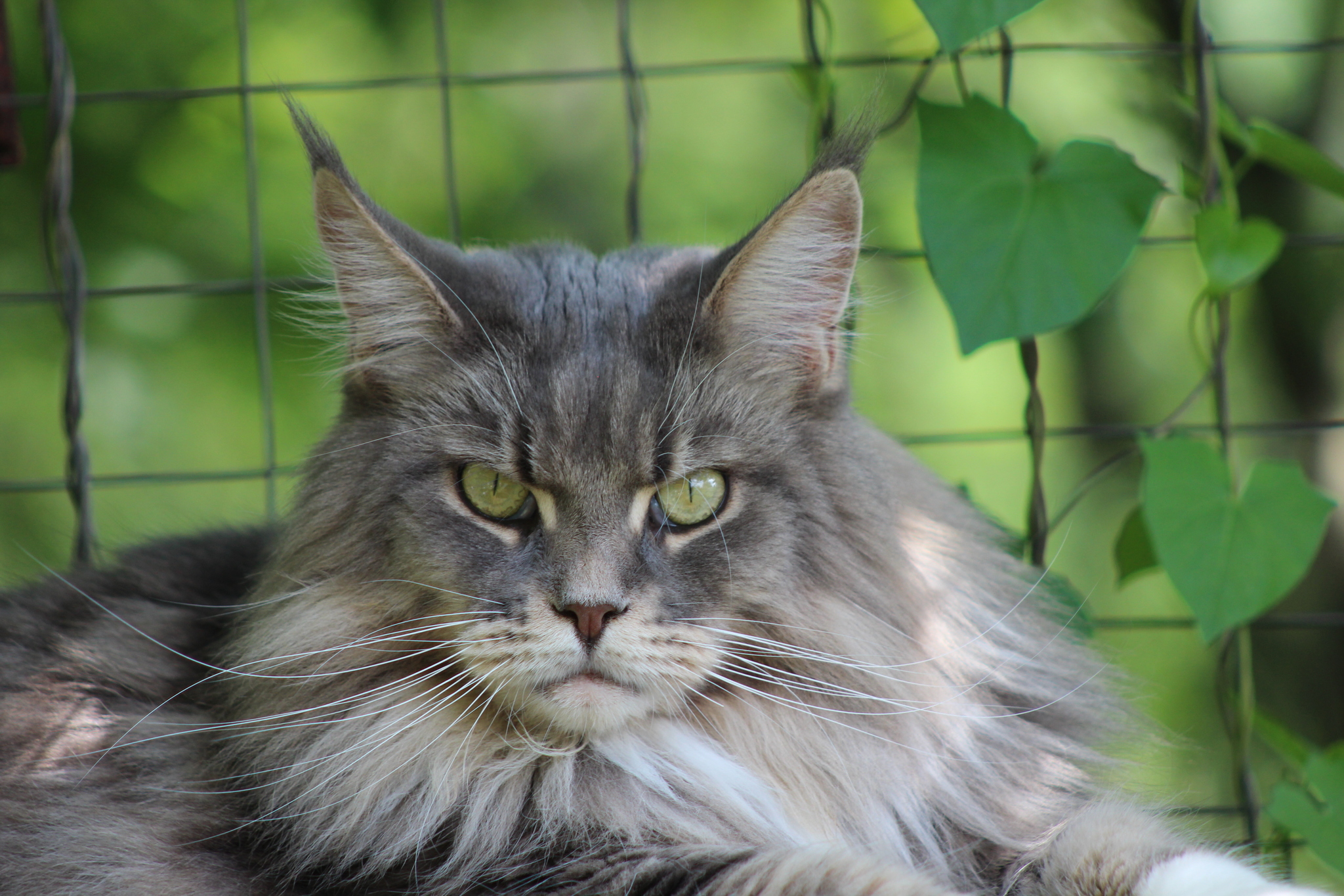 Just our cats - My, cat, Oriental cats, Maine Coon, Longpost