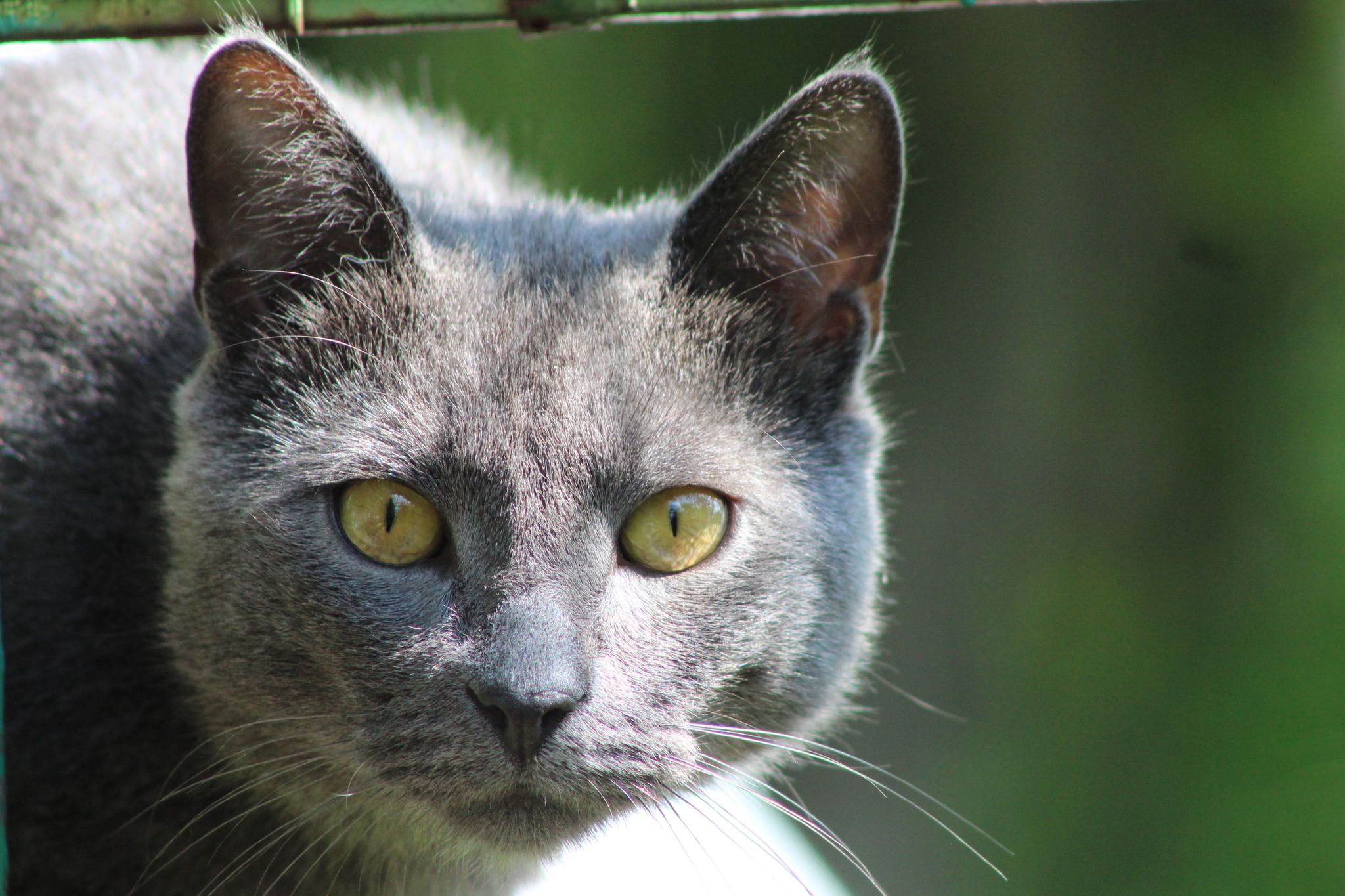 Just our cats - My, cat, Oriental cats, Maine Coon, Longpost