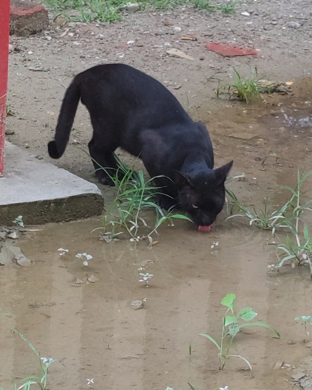 Take a picture, like a panther - My, Black cat, Panther, Mobile photography, Zoom, Bangladesh, Longpost, cat, Pets, Homeless animals