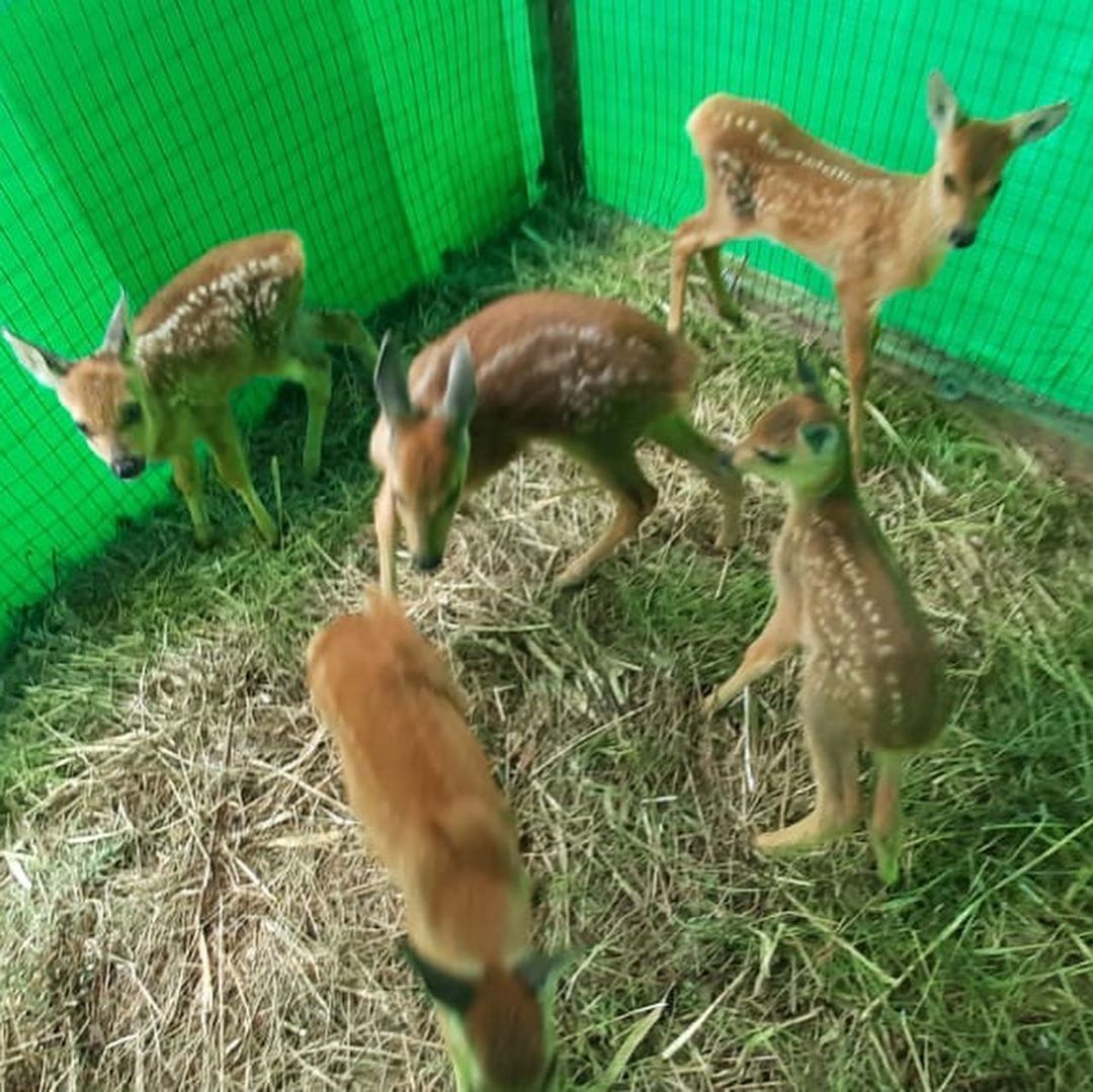 The sixth roe deer was adopted by the Wild Animal Rehabilitation Center in Primorye - Roe, Young, Animal Rescue, Wild animals, Дальний Восток, Milota, Rehabilitation centers, Longpost