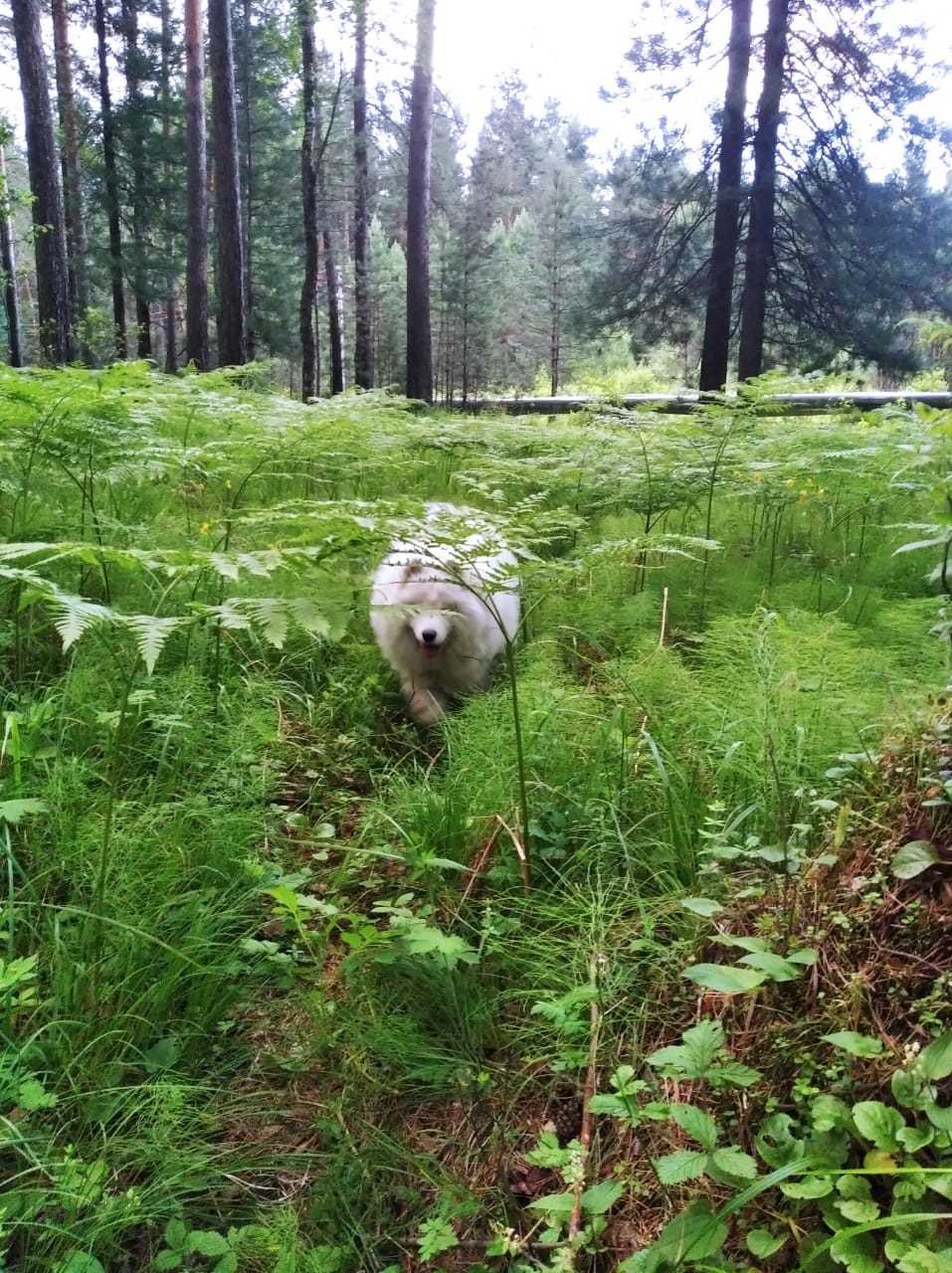 Как красиво сфотографировать самоеда?) - Самоед, Собака, Длиннопост