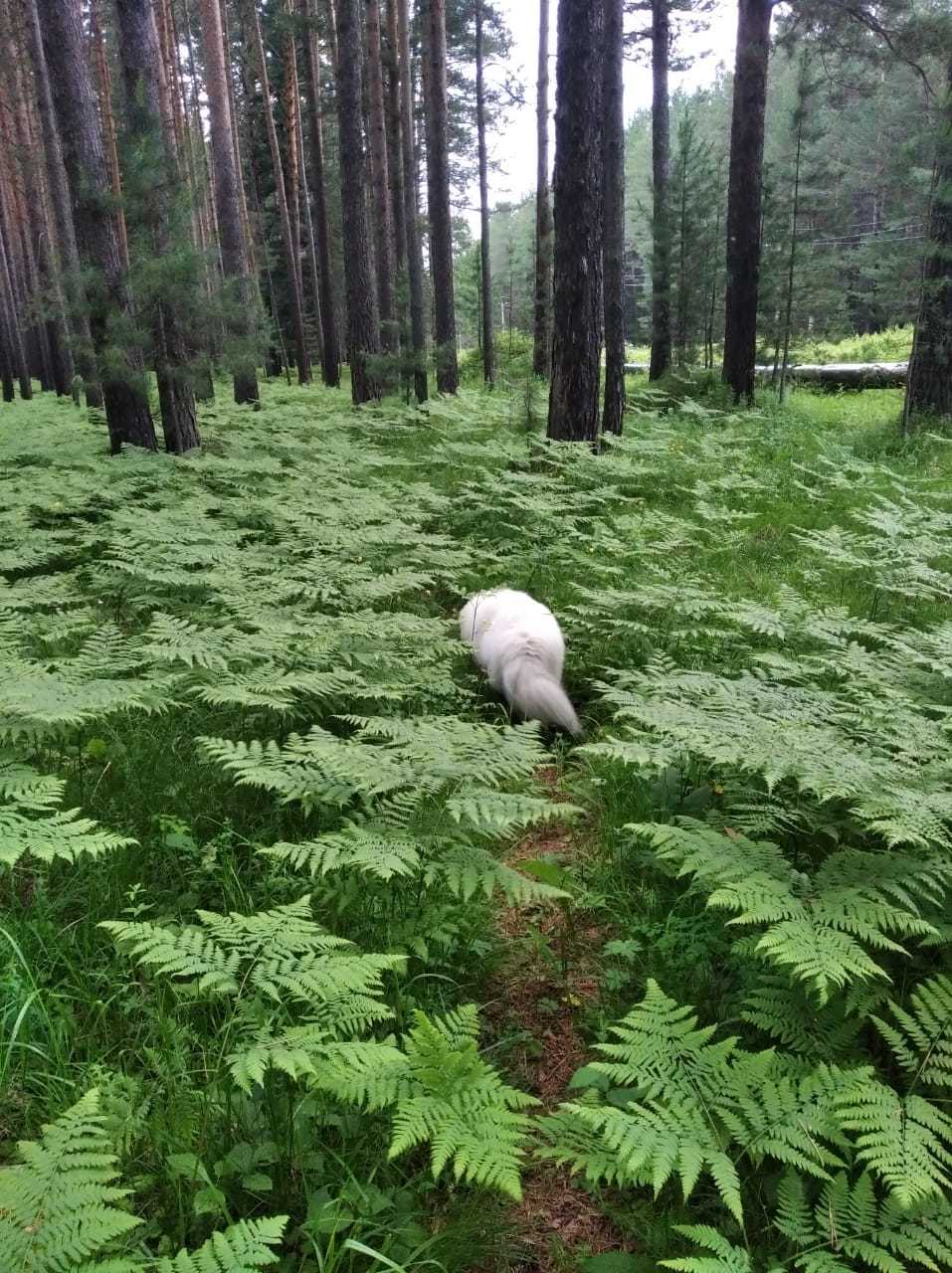 Как красиво сфотографировать самоеда?) - Самоед, Собака, Длиннопост