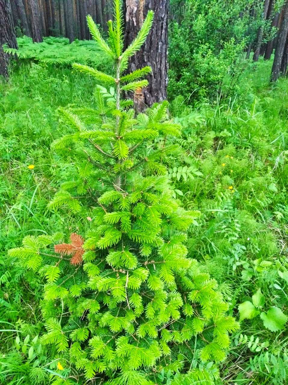 Как красиво сфотографировать самоеда?) - Самоед, Собака, Длиннопост