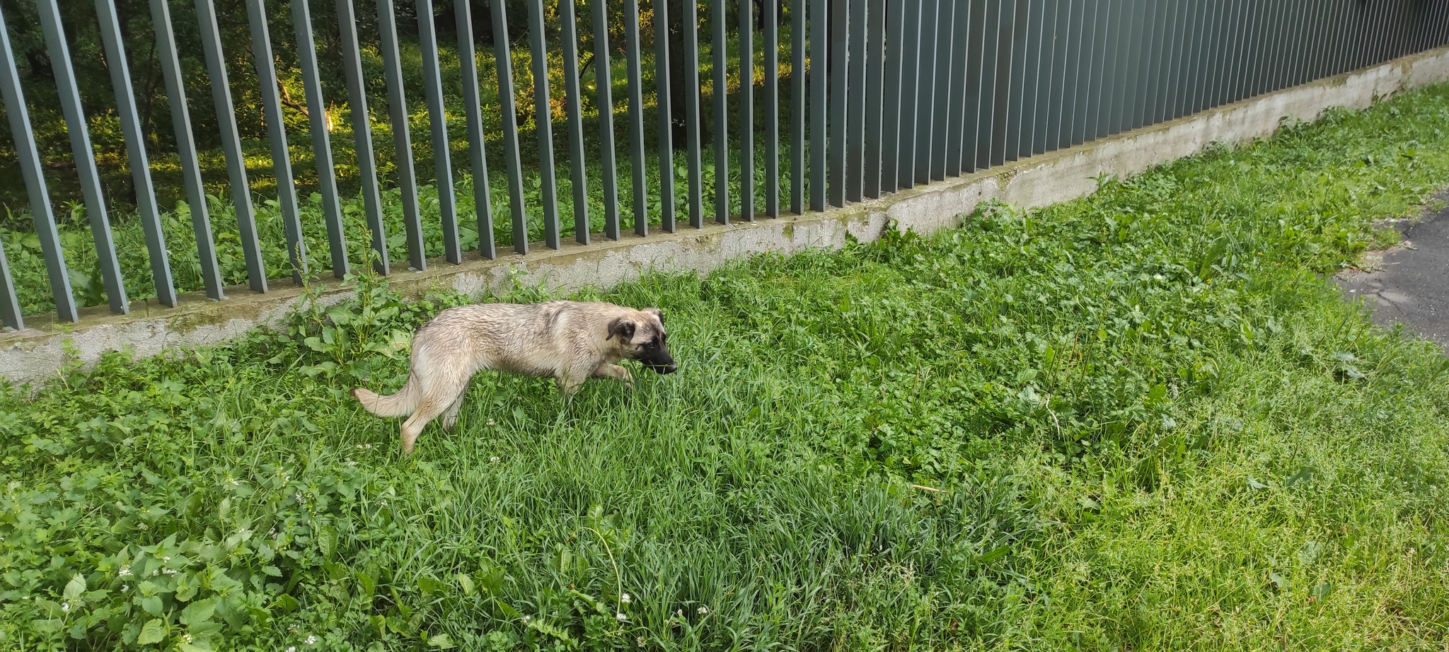 Lost Moscow m. Altufievo Lianozovo - My, Lost, Found a dog, Lianozovo, Lianozovsky Park, Dog