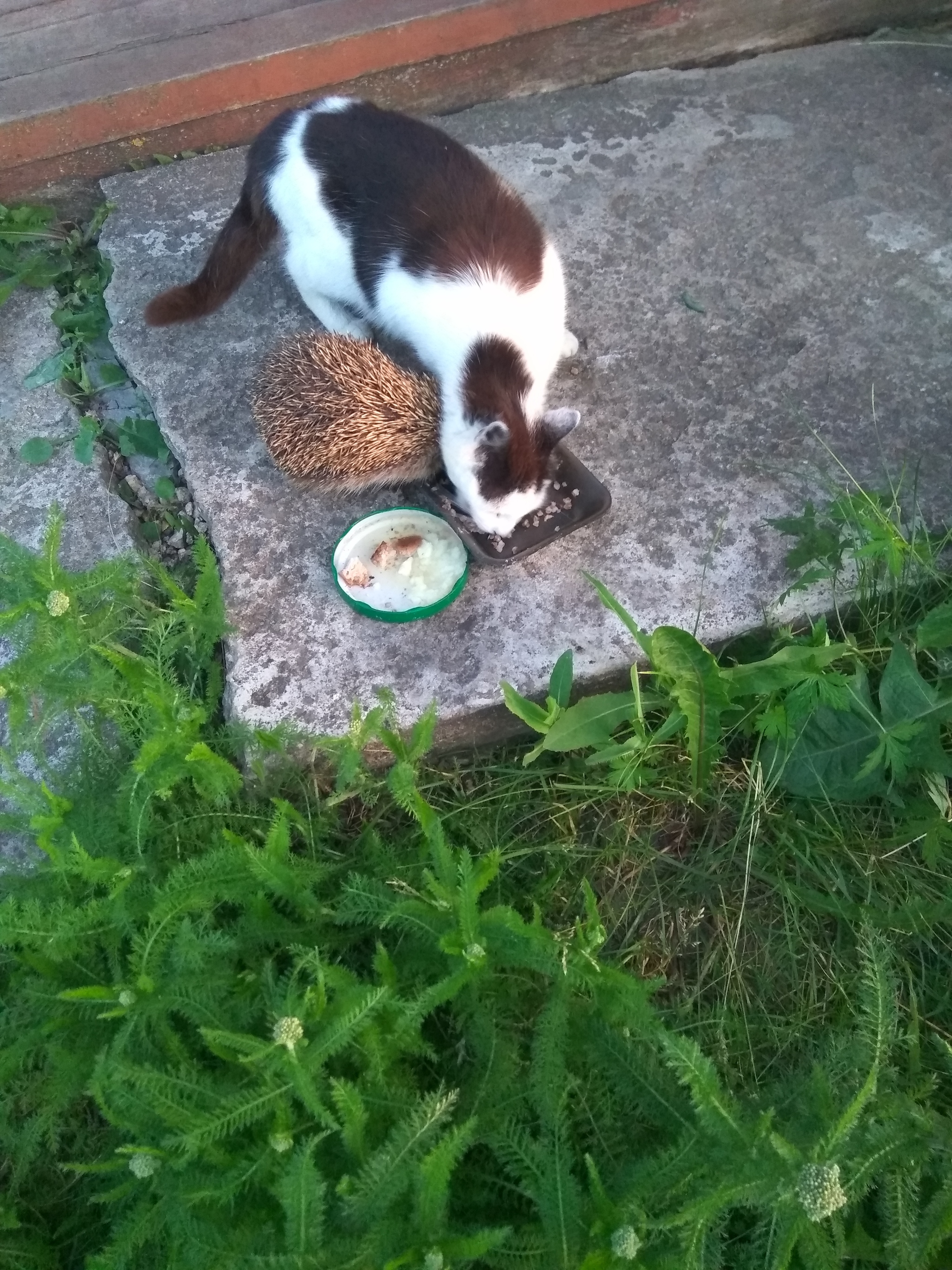 Joint dinner - My, cat, Hedgehog, Dinner, Village, Summer, Longpost