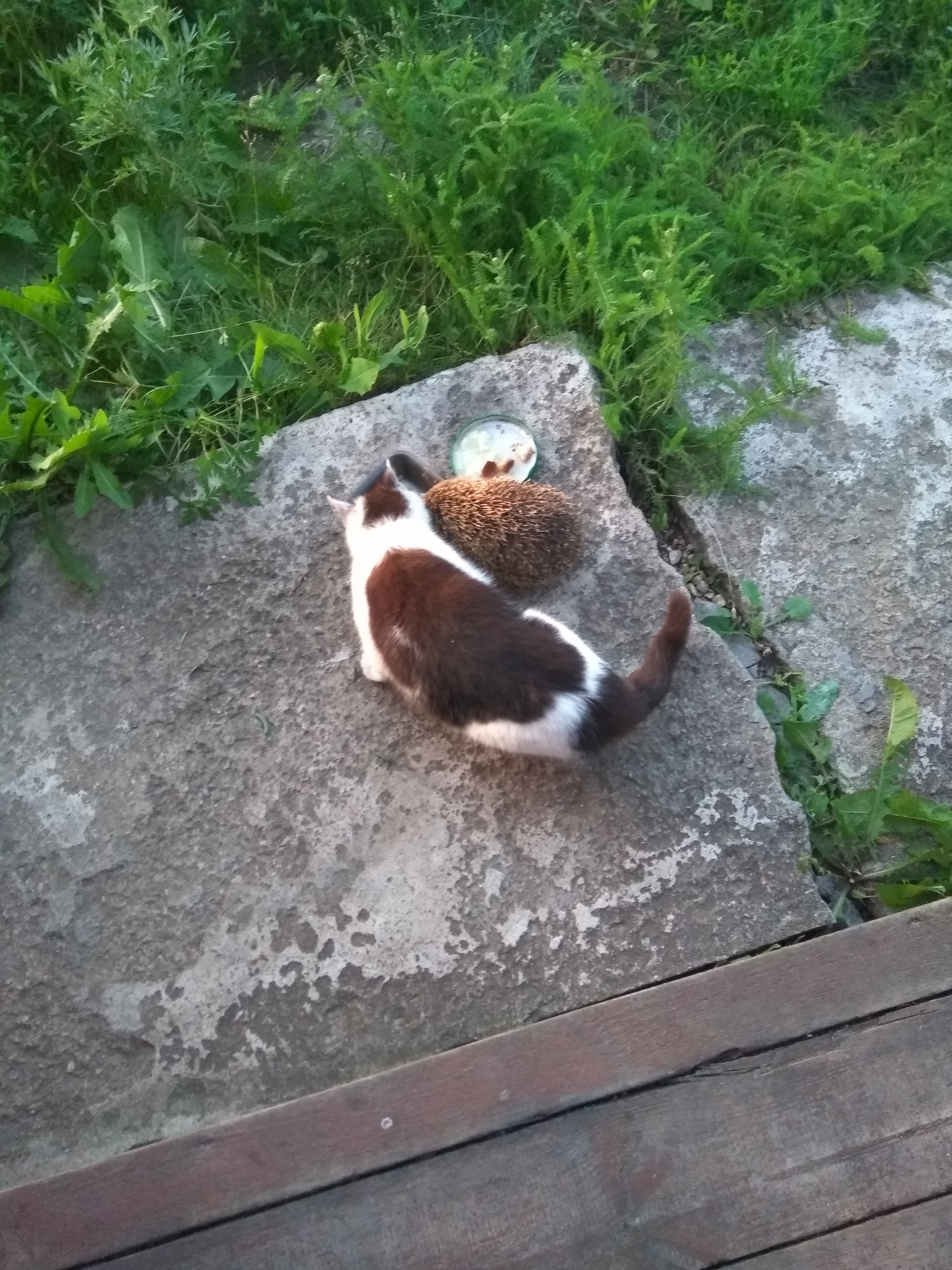 Joint dinner - My, cat, Hedgehog, Dinner, Village, Summer, Longpost