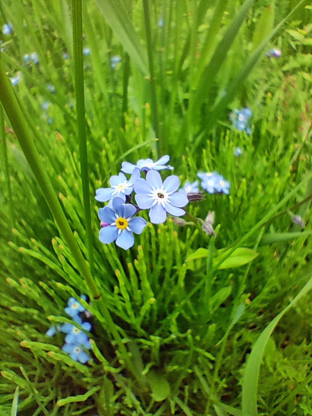 Summer... Beginning... - My, Summer, Macro photography, Longpost