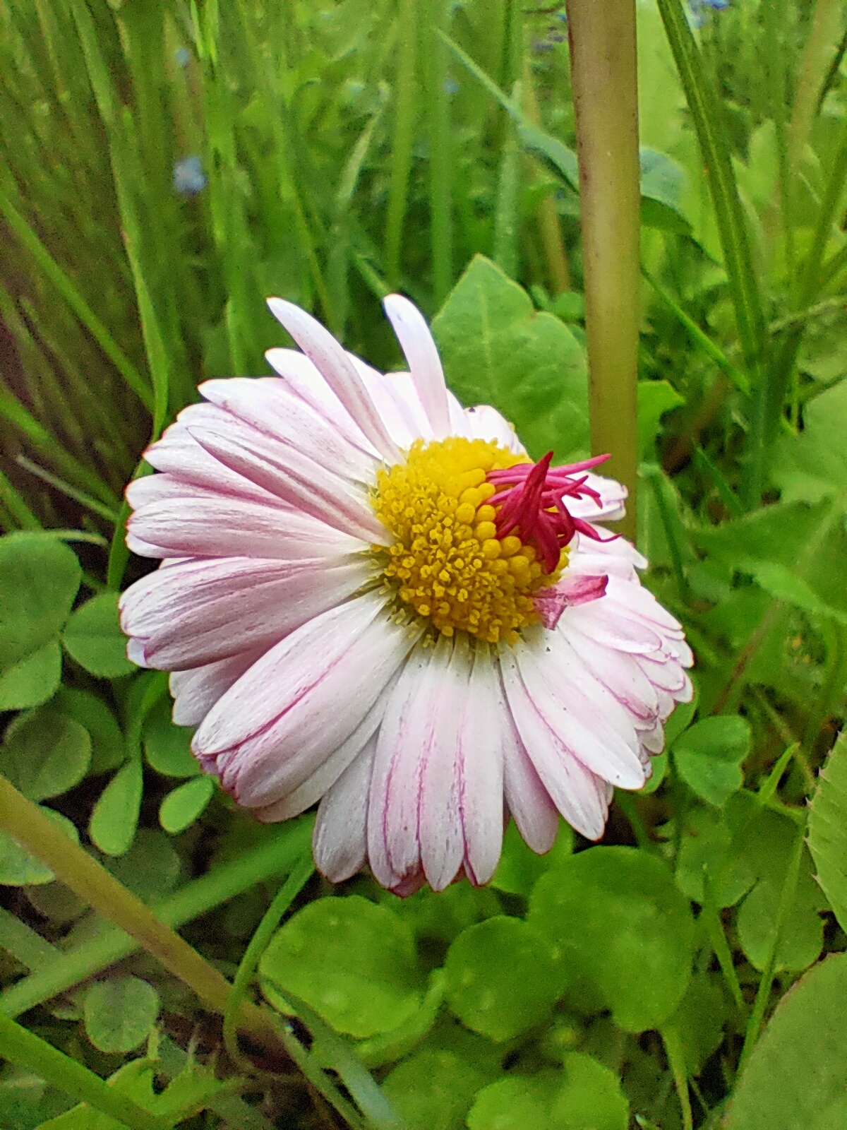 Summer... Beginning... - My, Summer, Macro photography, Longpost