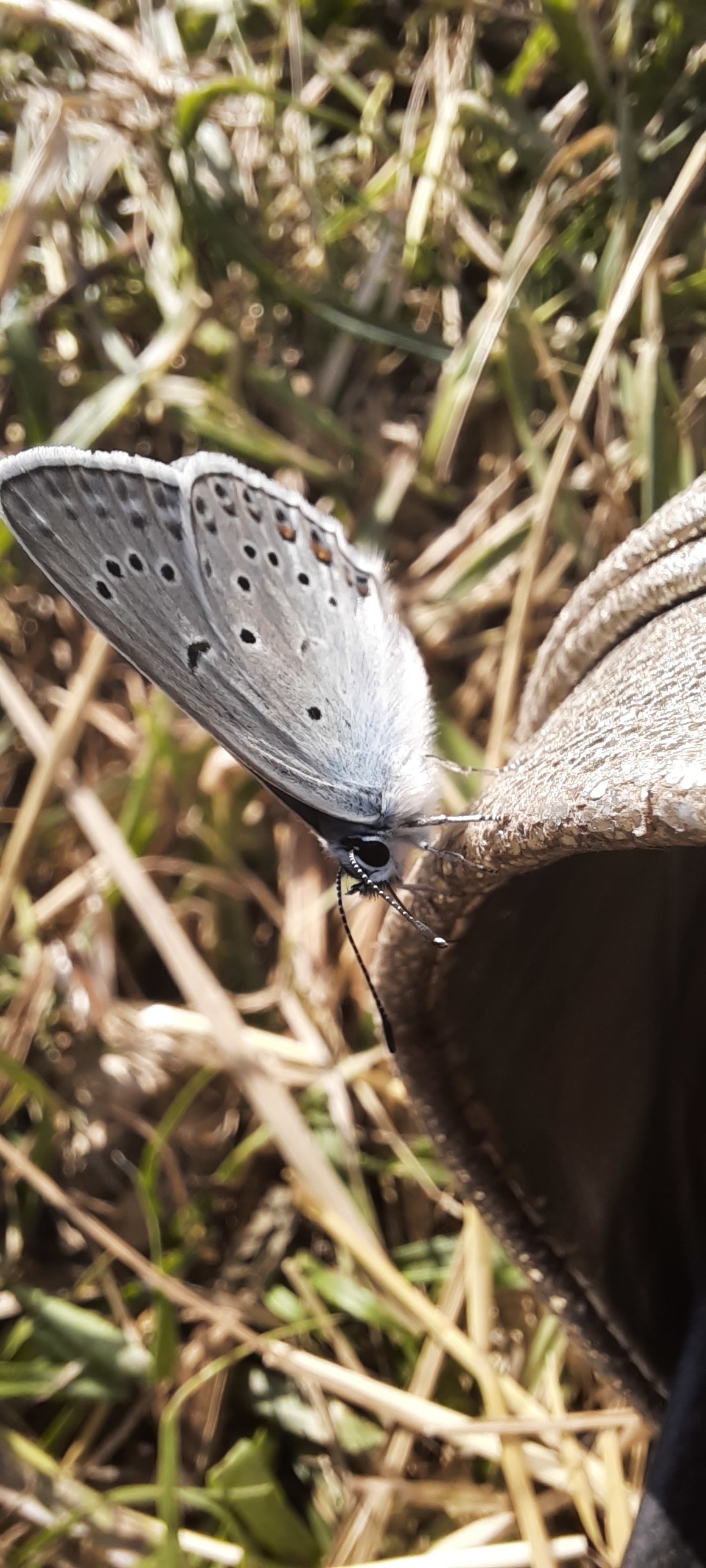 Butterfly fashion model - My, Butterfly, Macro photography, Longpost