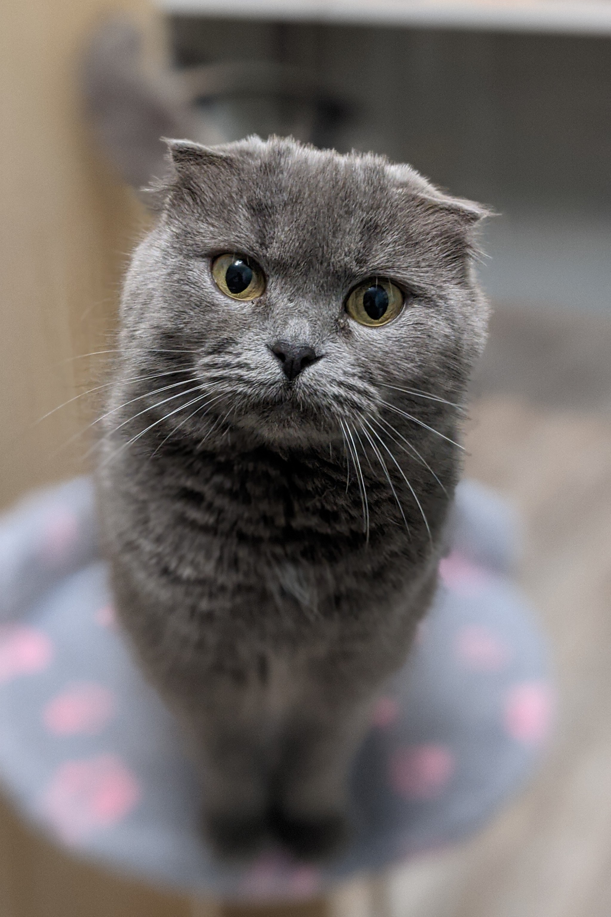 Cat Mouse - My, cat, Scottish lop-eared, Pets, Longpost