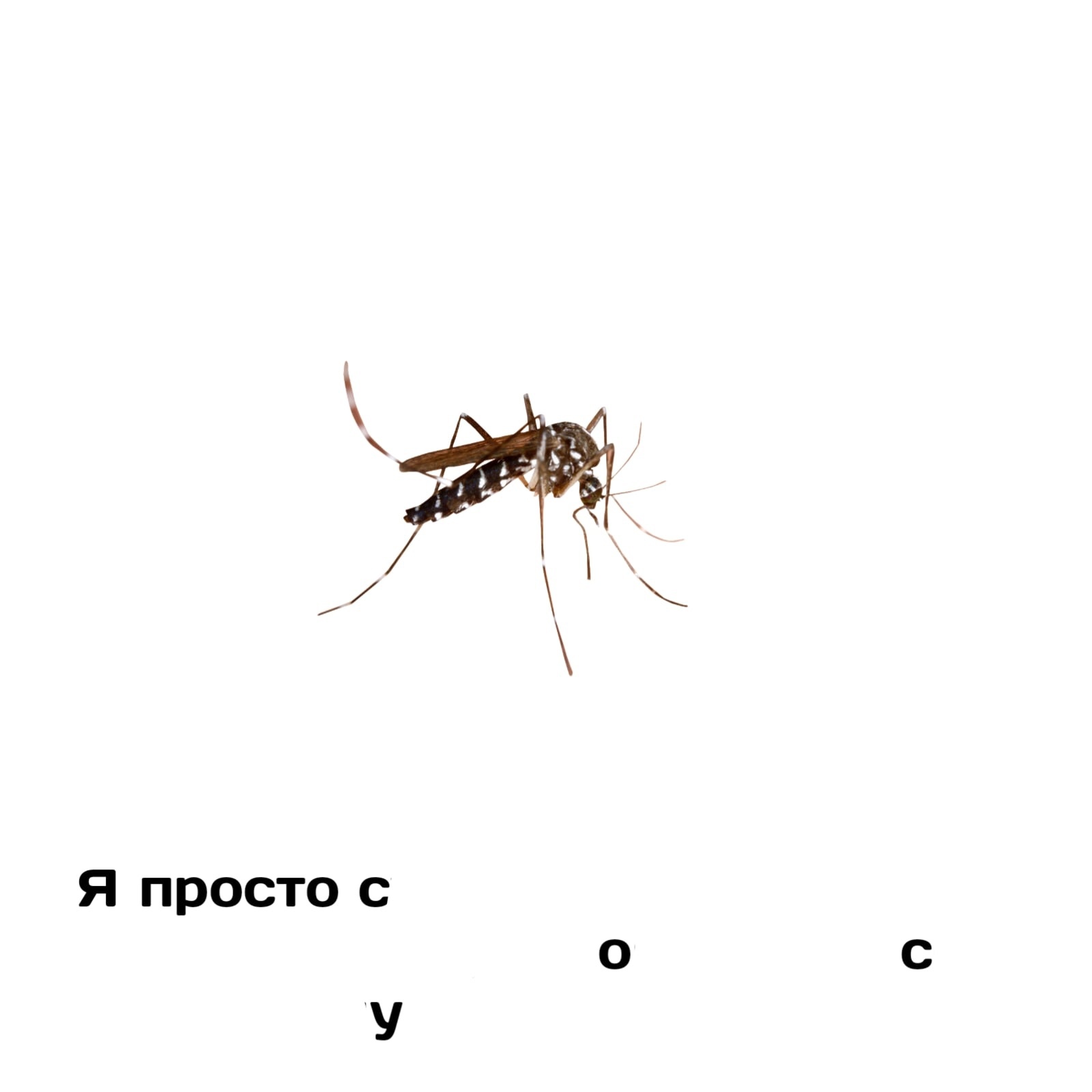 А я - Павучьи комиксы Квазар, Квазар, Комиксы, Насекомые, Длиннопост