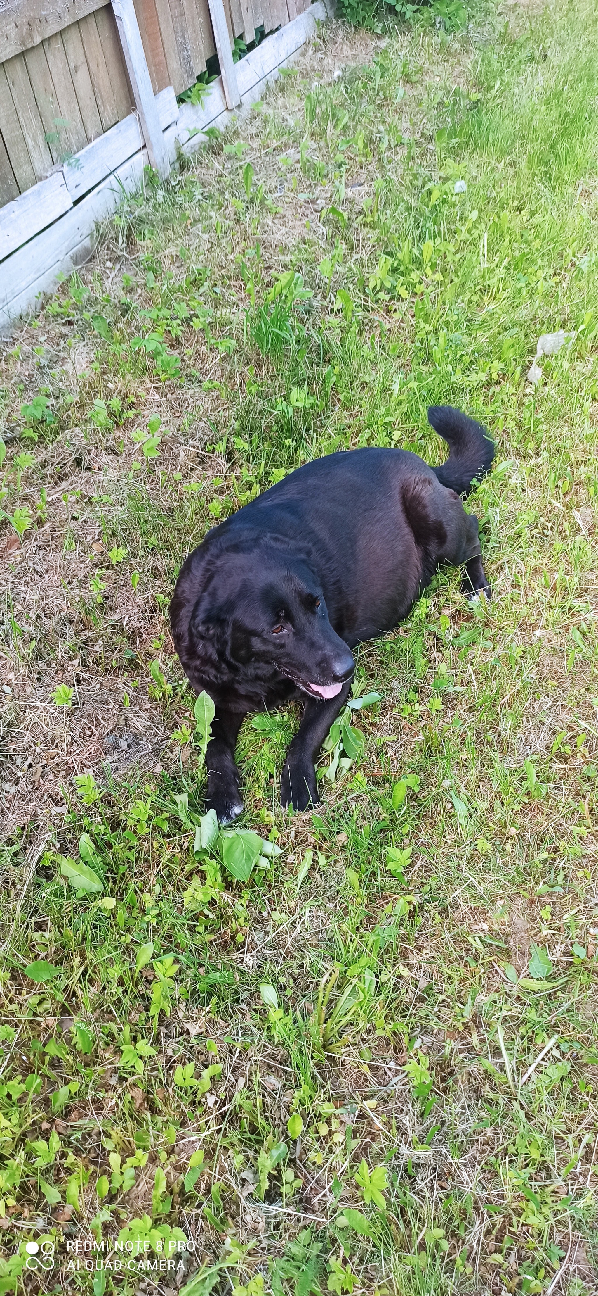 I have joy) - My, Dog, Puppies, Milota, Black, Newborn, Video, Longpost