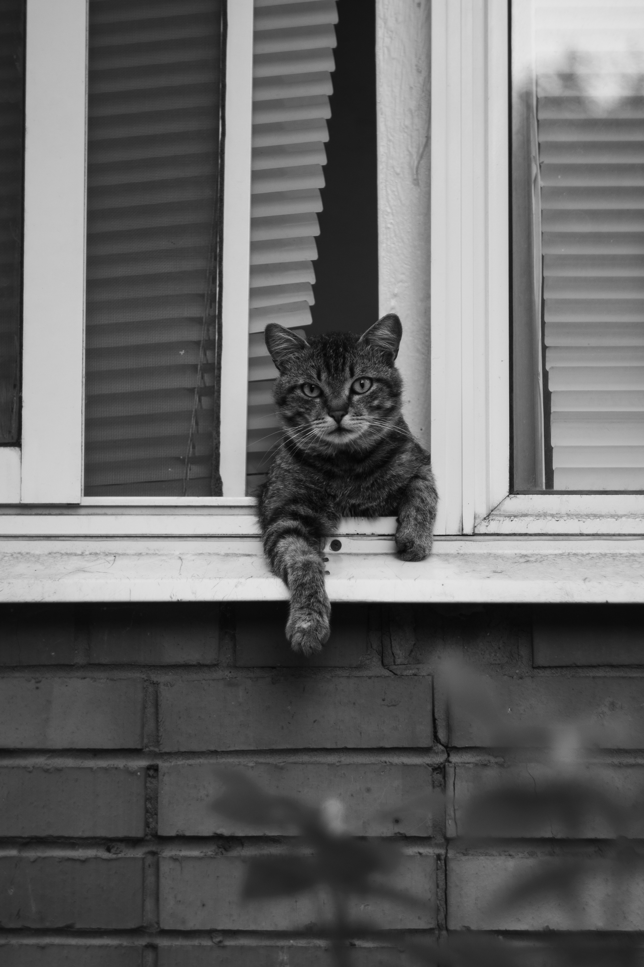 cat - My, cat, The photo, Black and white