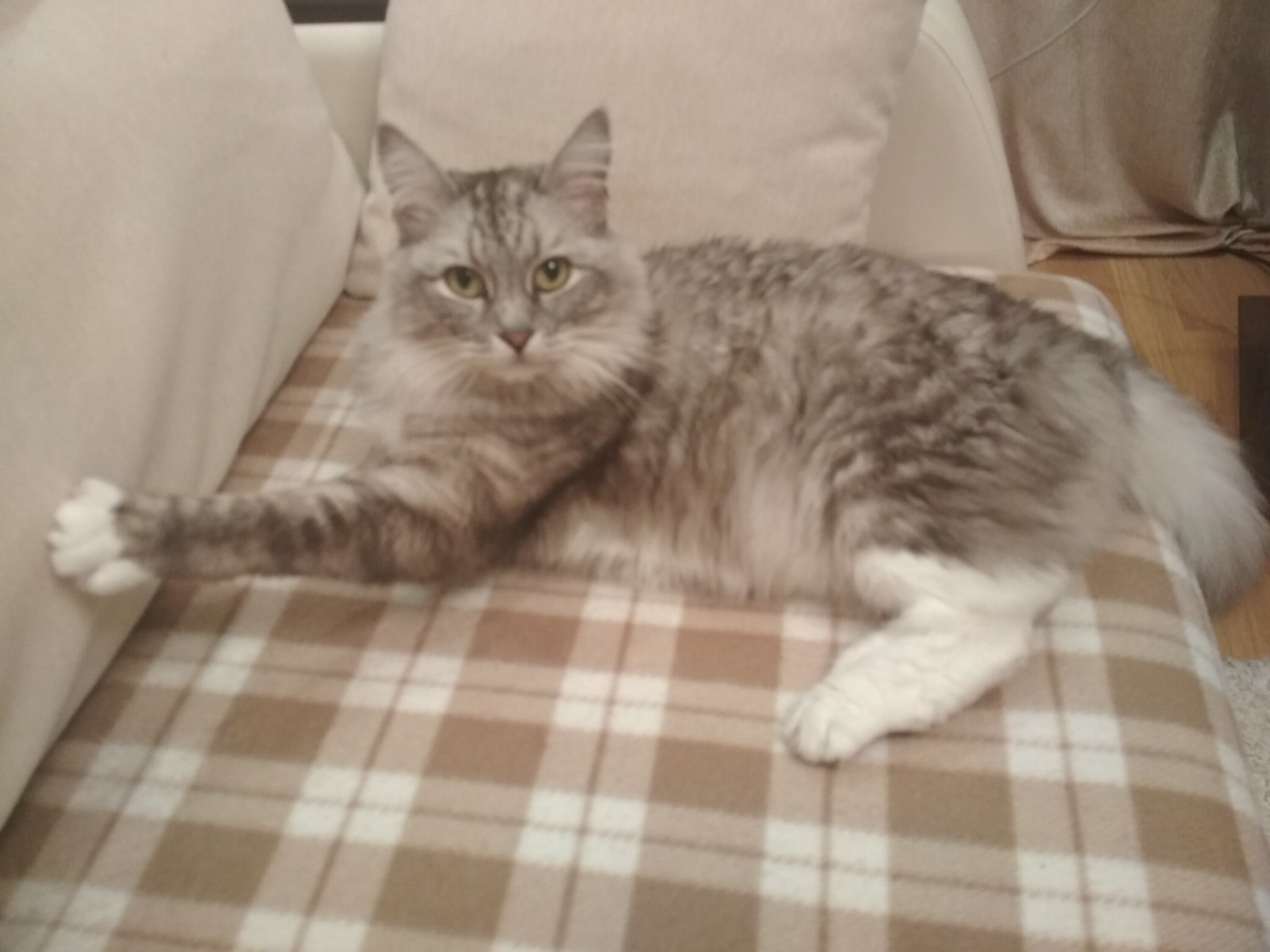 Help me find the cat! - My, No rating, Lost cat, Odintsovo, Help me find, cat, Longpost