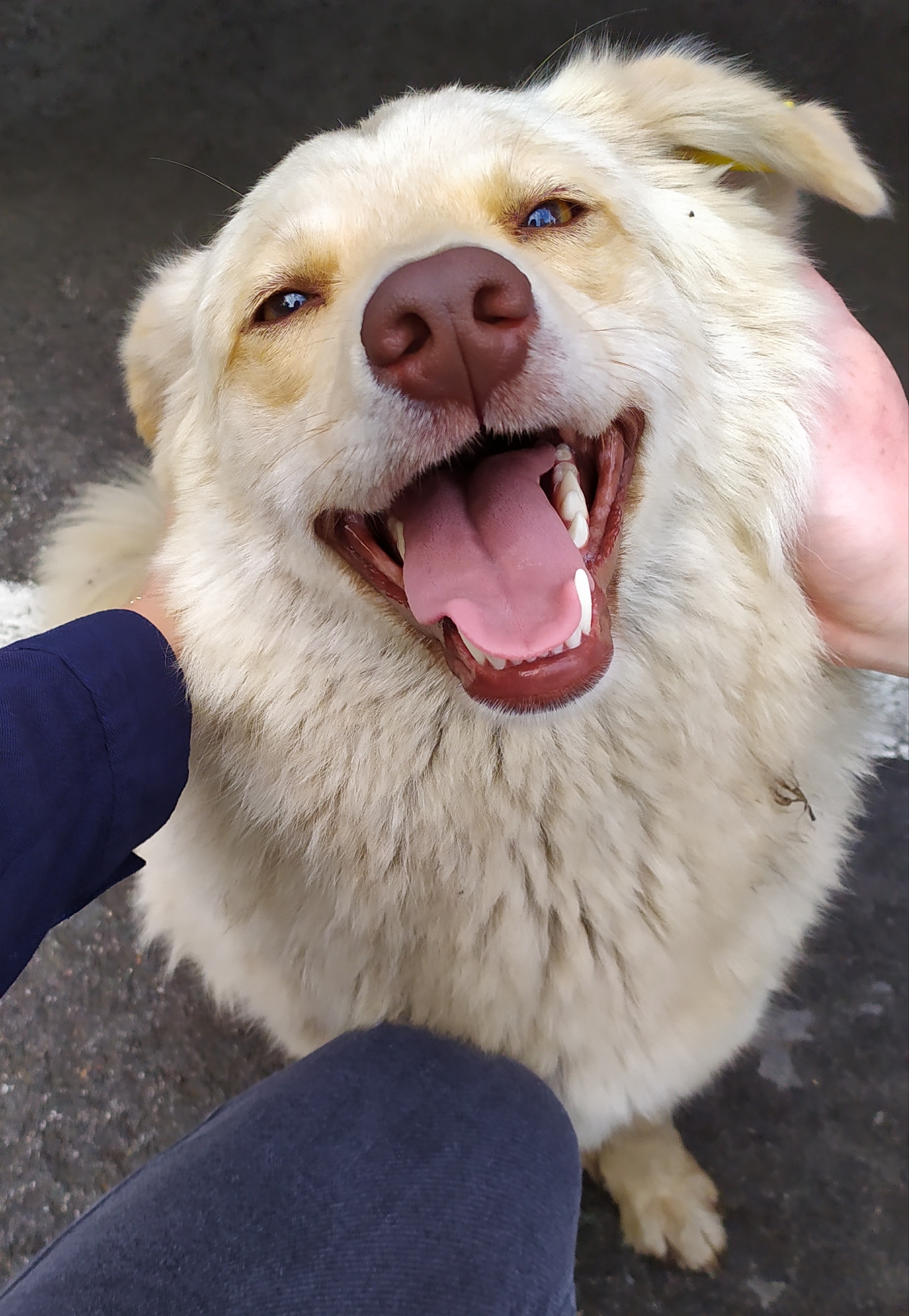 Fluffy brothers (Novosibirsk) - No rating, In good hands, Dog, Longpost, Novosibirsk