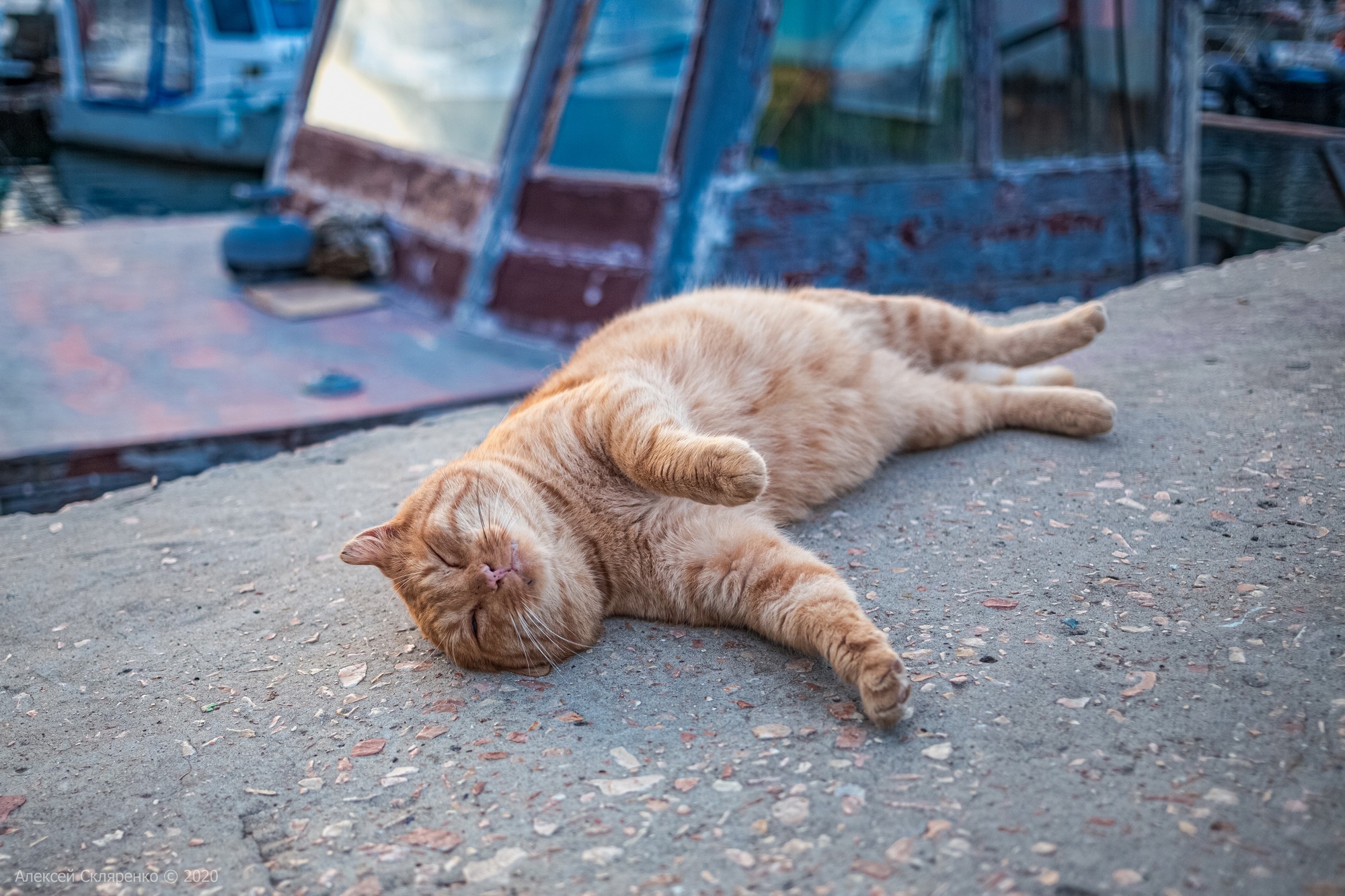 Sunny cat - cat, Heat, Summer, Sea, Crimea